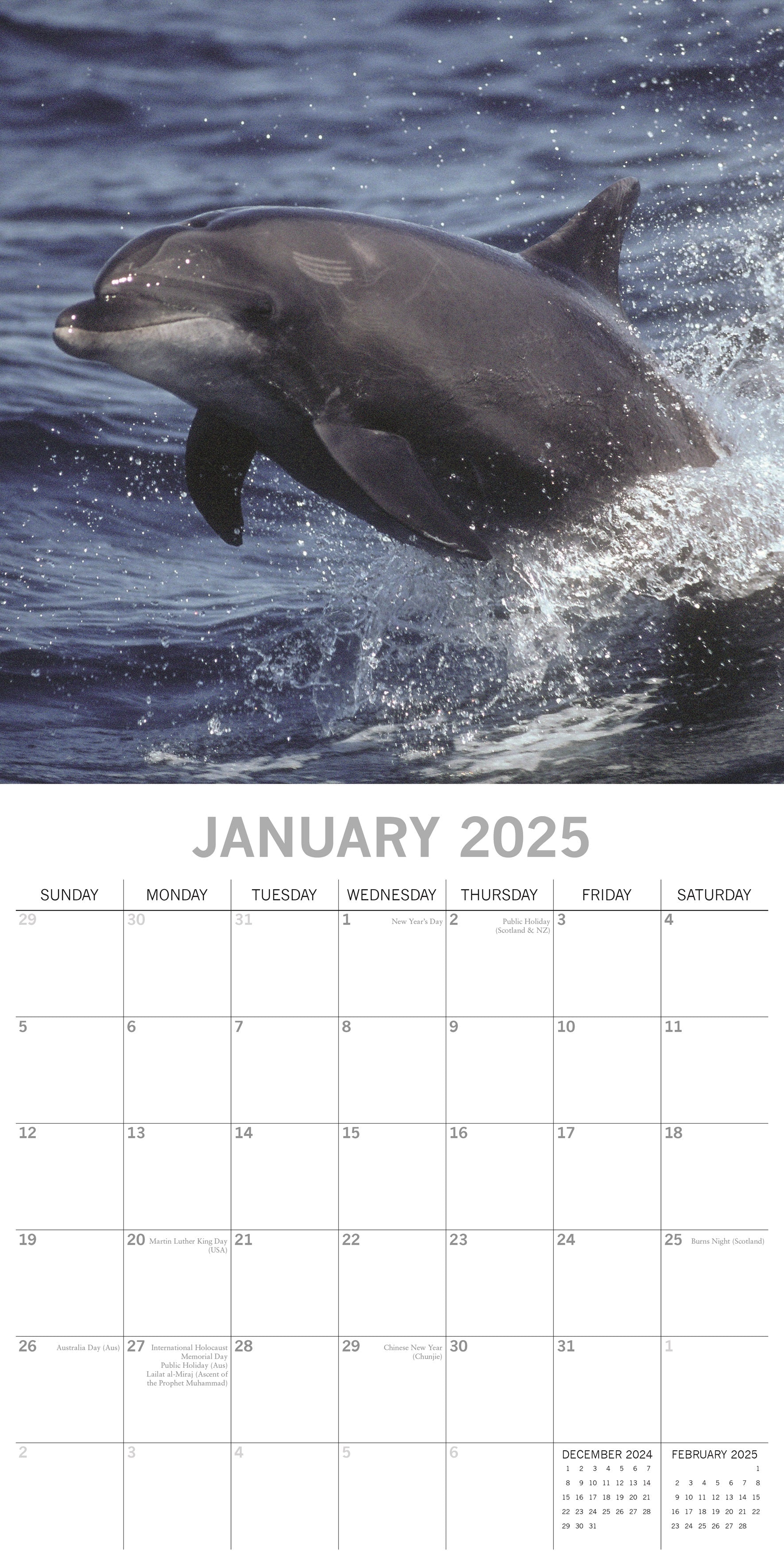 2025 Dolphins Square Wall Calendar