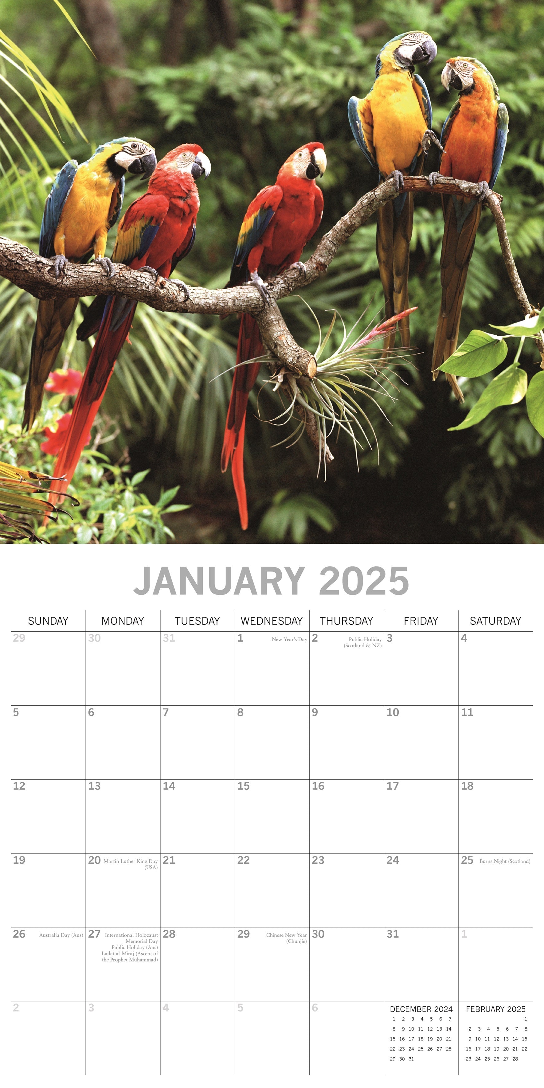 2025 Exotic Birds - Square Wall Calendar