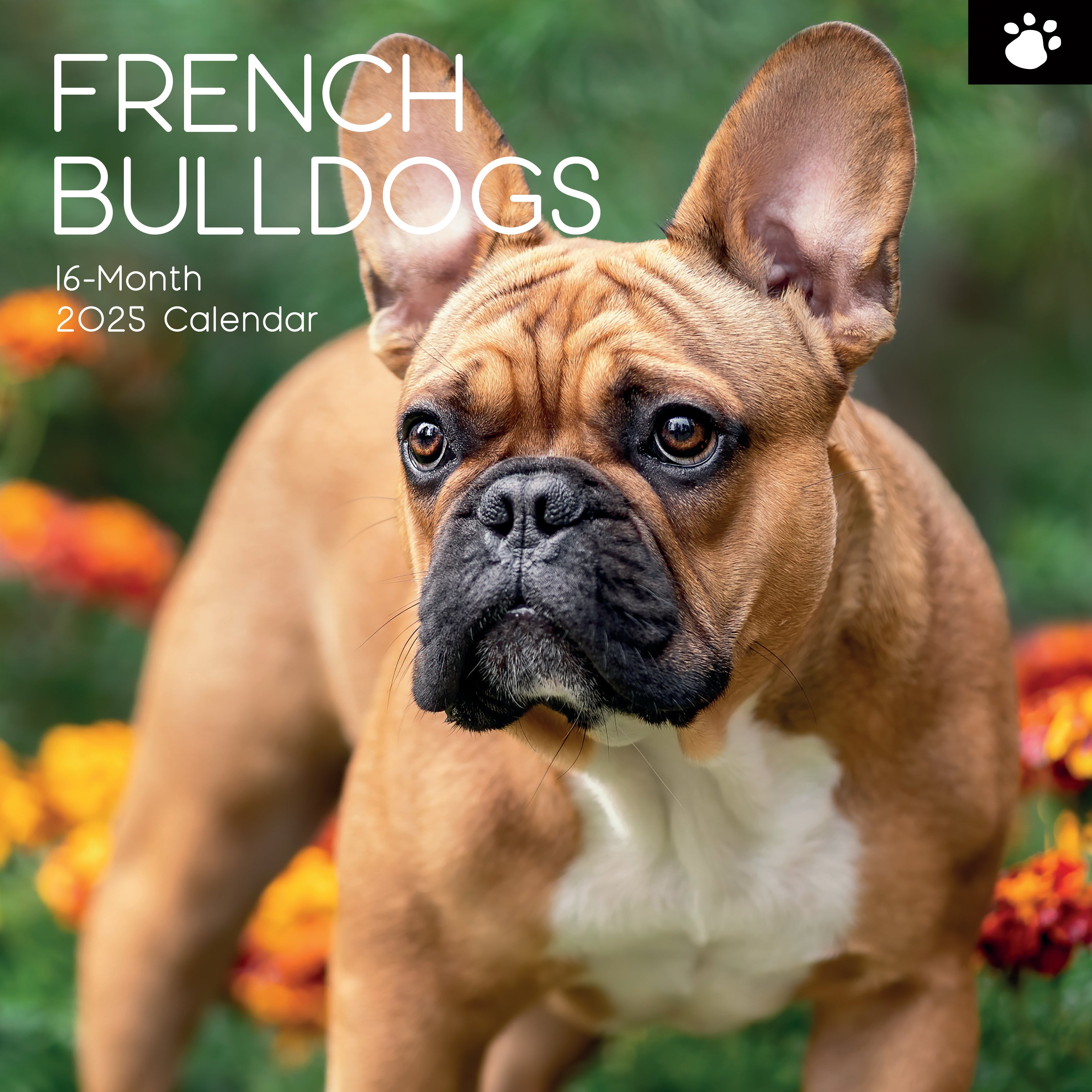 2025 French Bulldogs - Square Wall Calendar