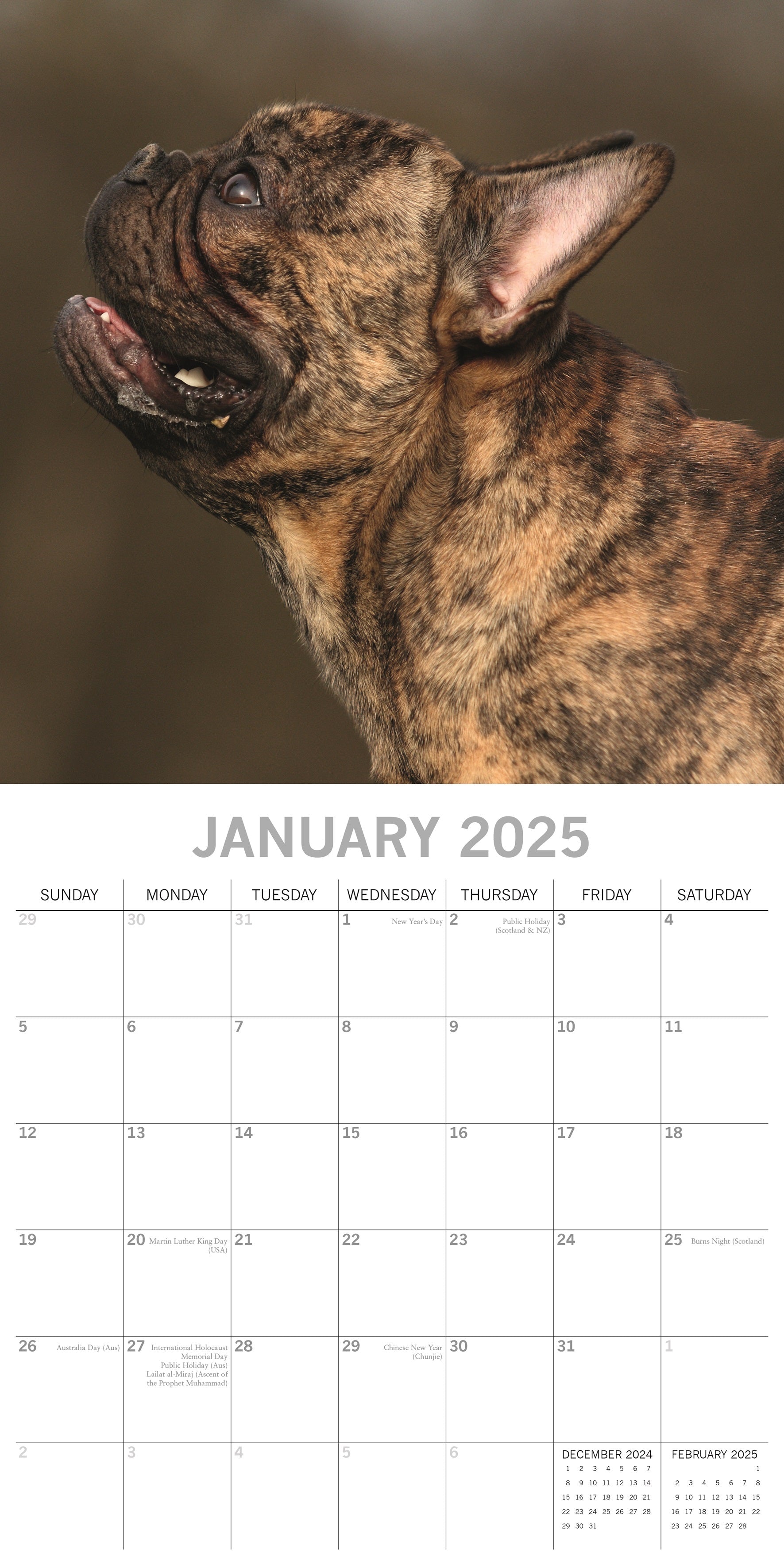 2025 French Bulldogs Square Wall Calendar