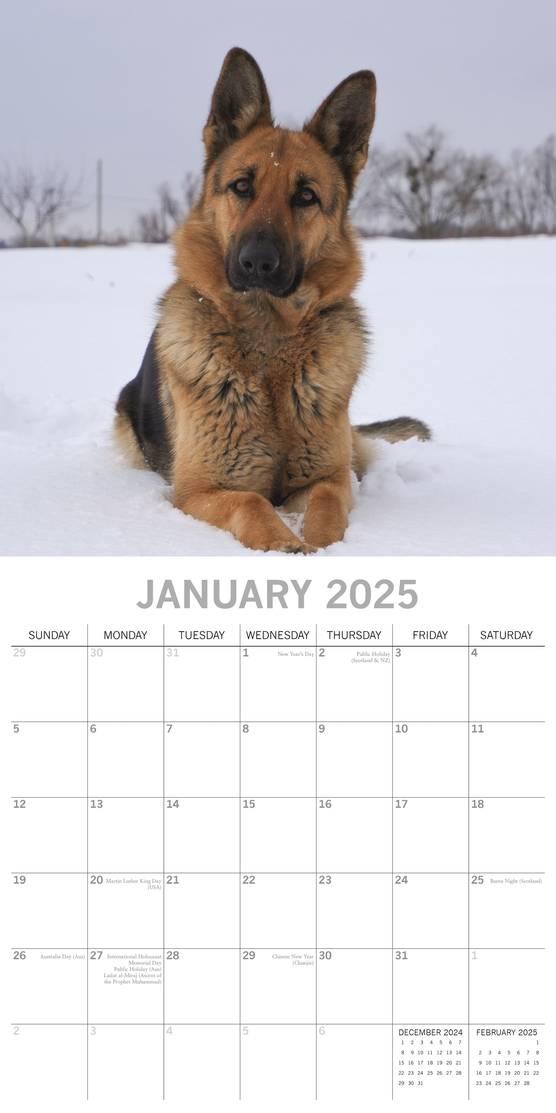 2025 German Shepherds - Square Wall Calendar