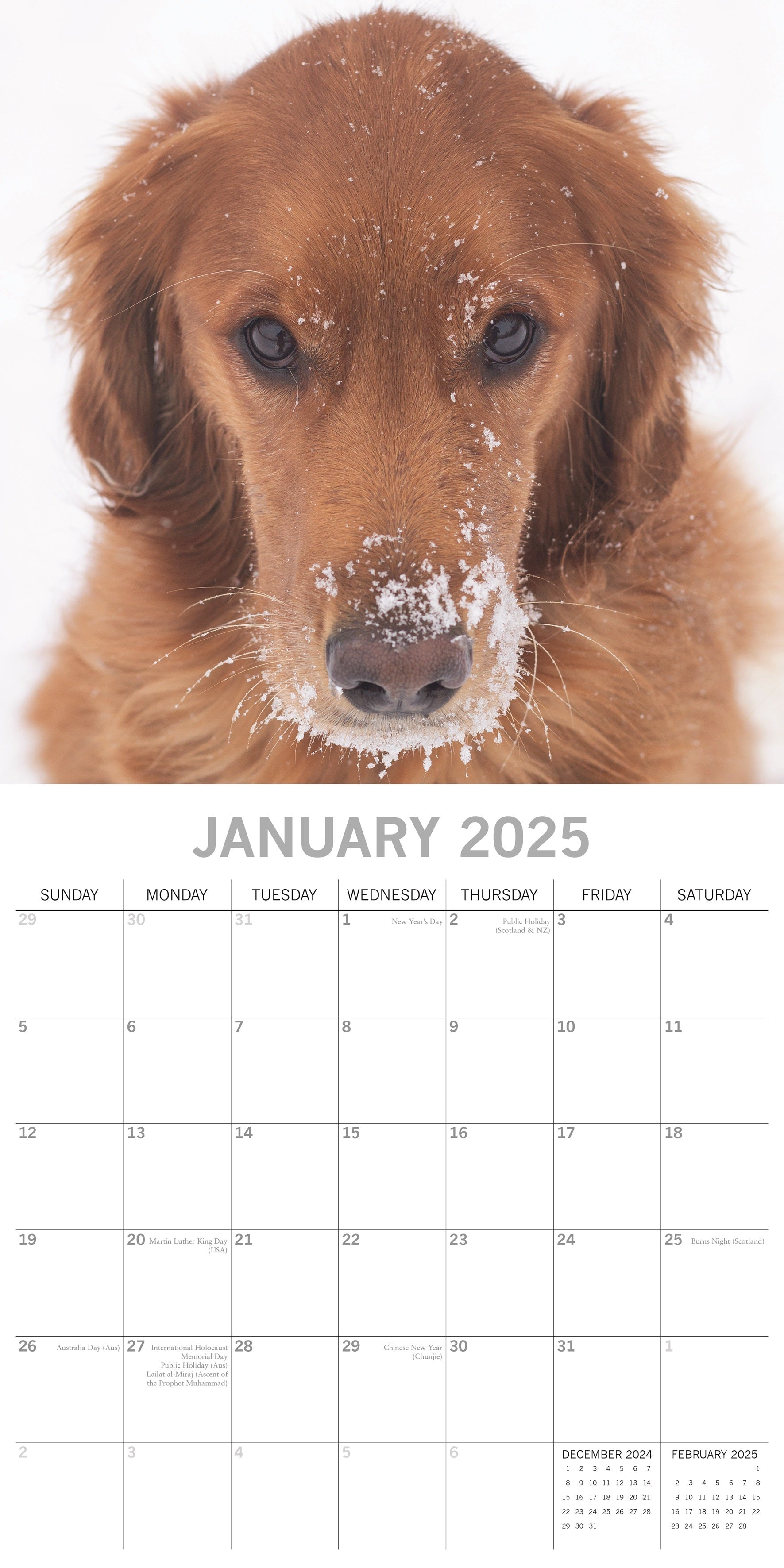 2025 Golden Retrievers - Square Wall Calendar