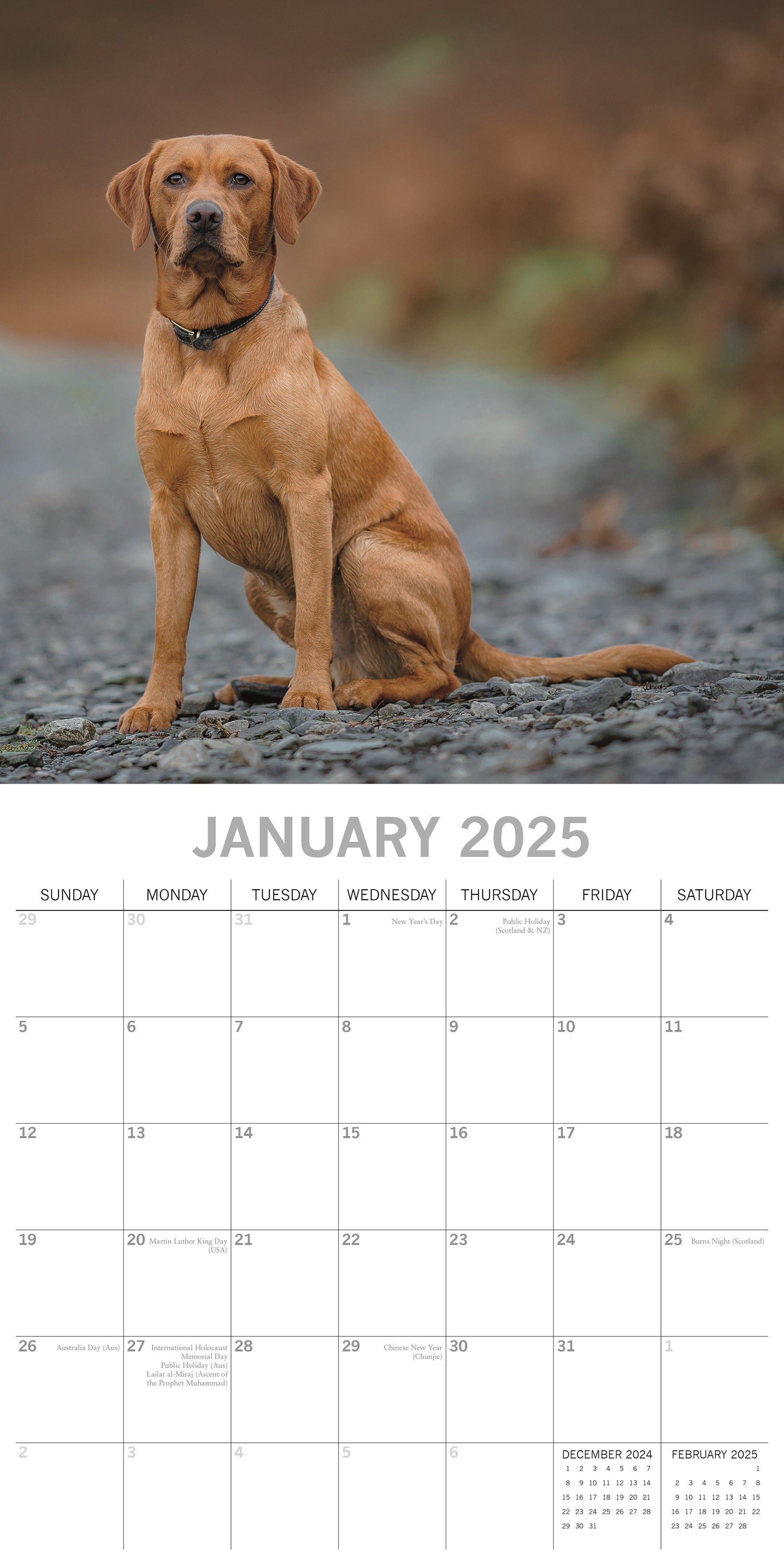 2025 Labradors - Square Wall Calendar