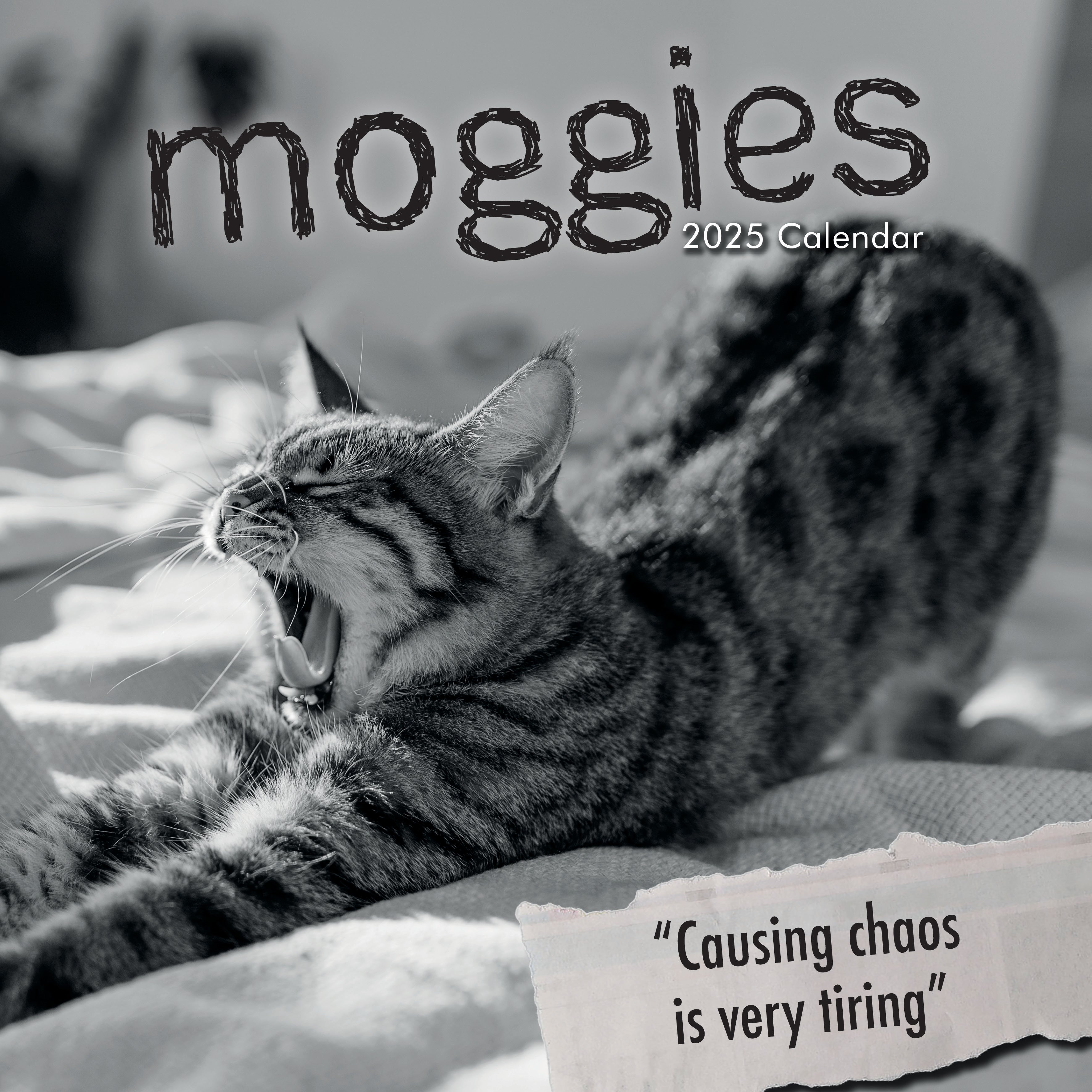 2025 Moggies - Square Wall Calendar