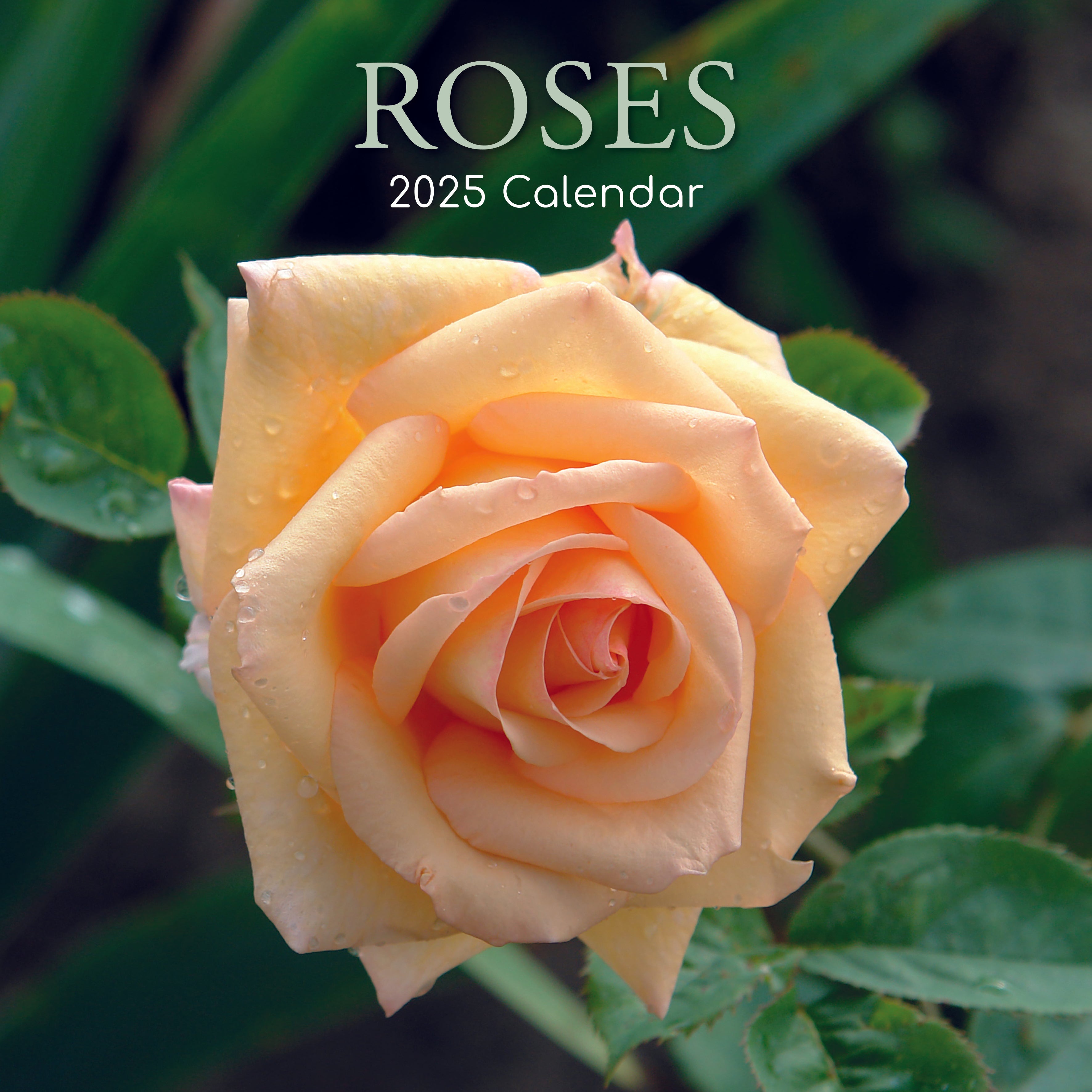 2025 Roses - Square Wall Calendar