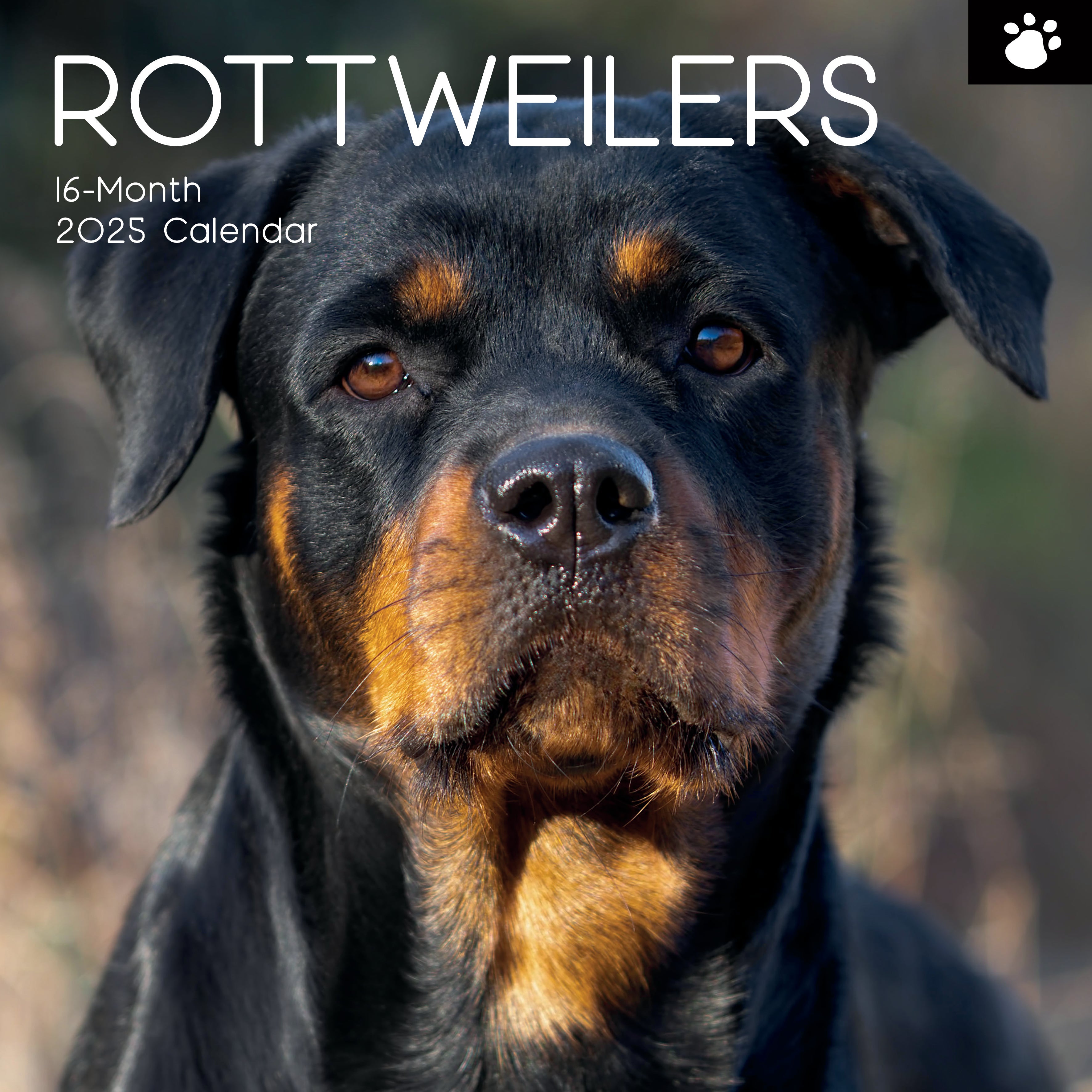 2025 Rottweilers - Square Wall Calendar
