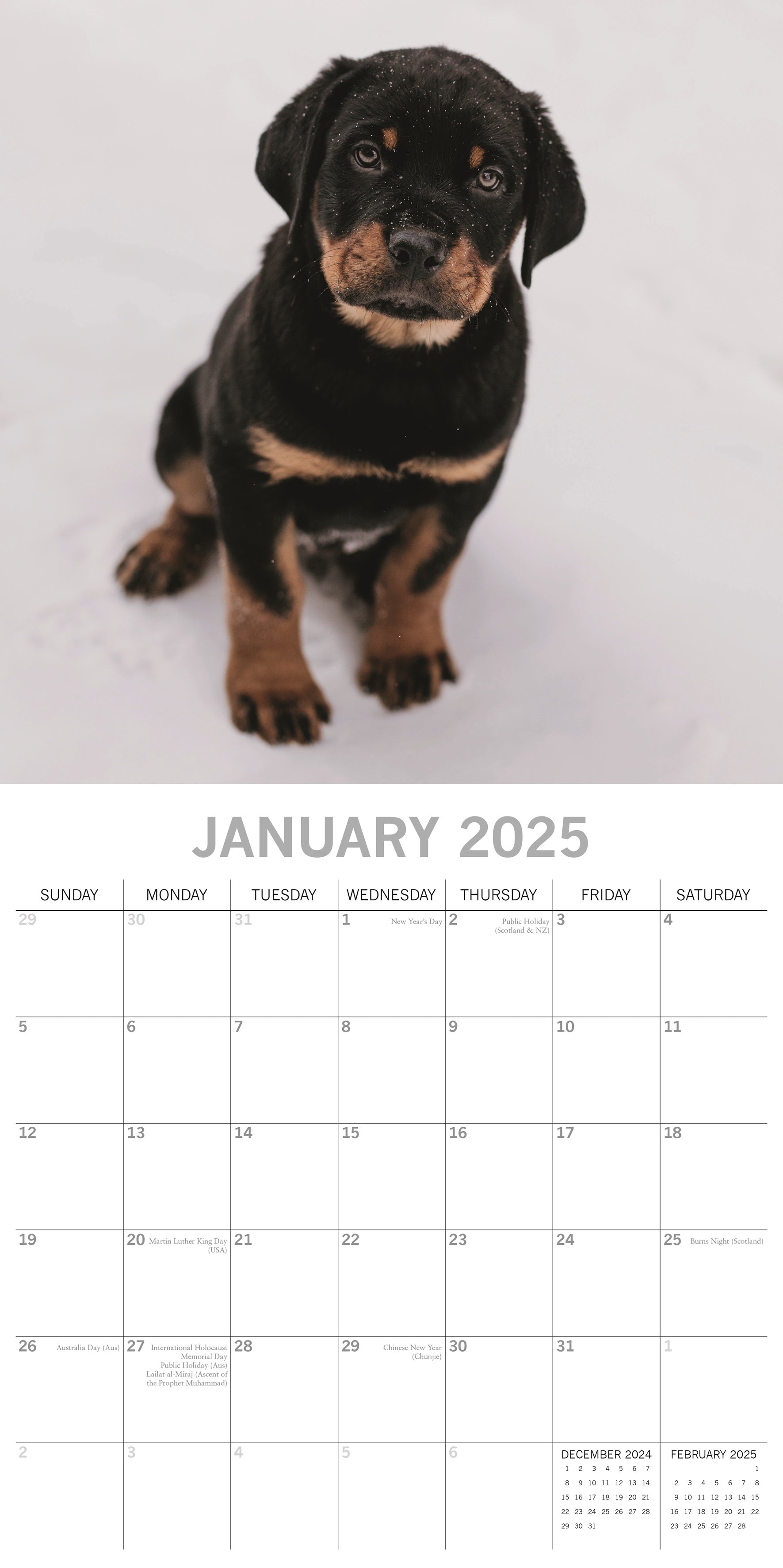 2025 Rottweilers - Square Wall Calendar