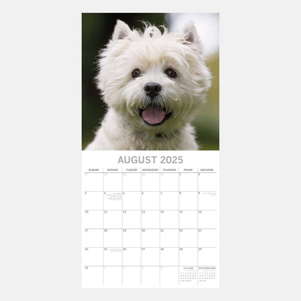 2025 West Highland White Terriers - Square Wall Calendar