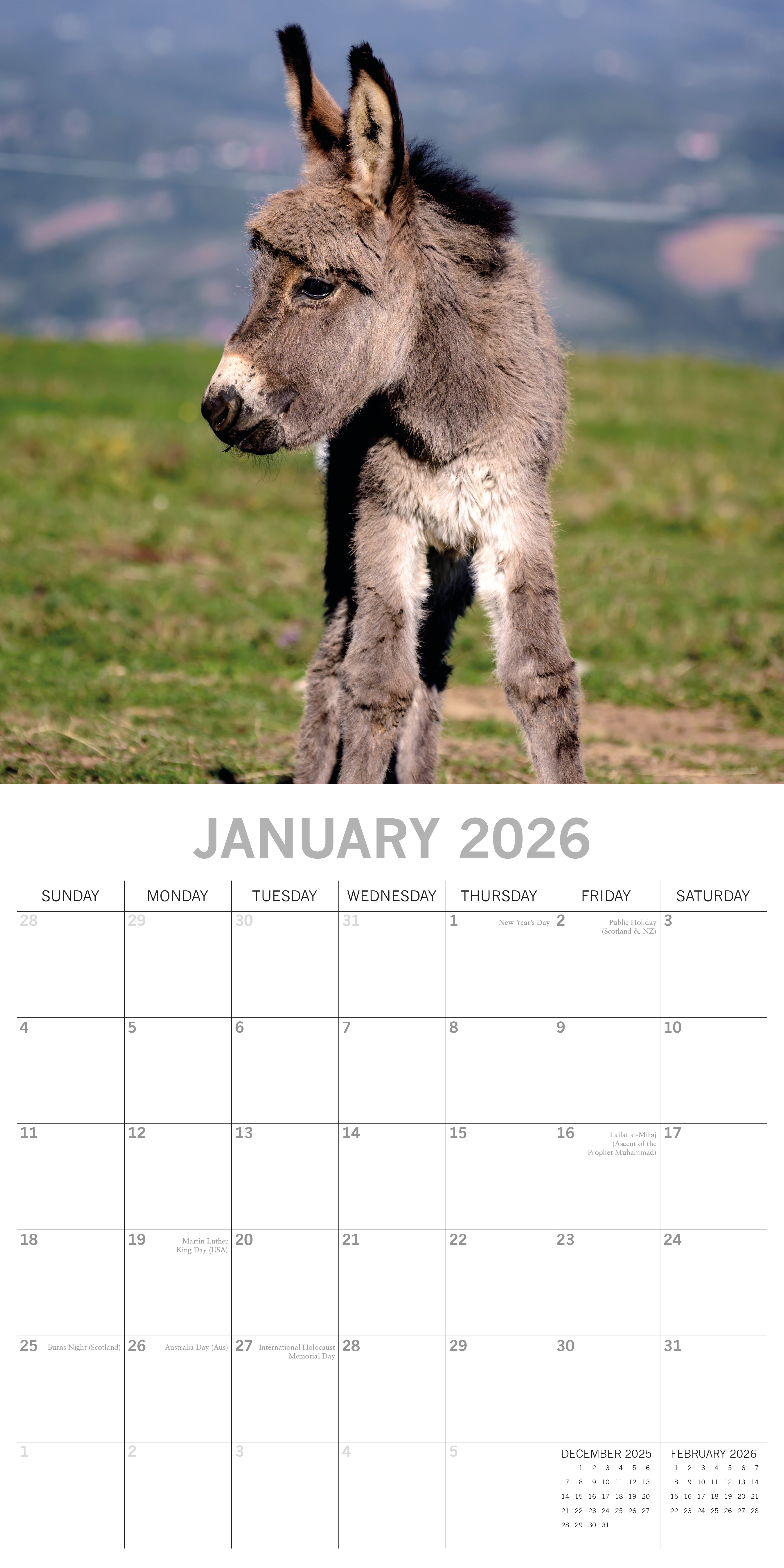 2026 Donkeys - Square Wall Calendar