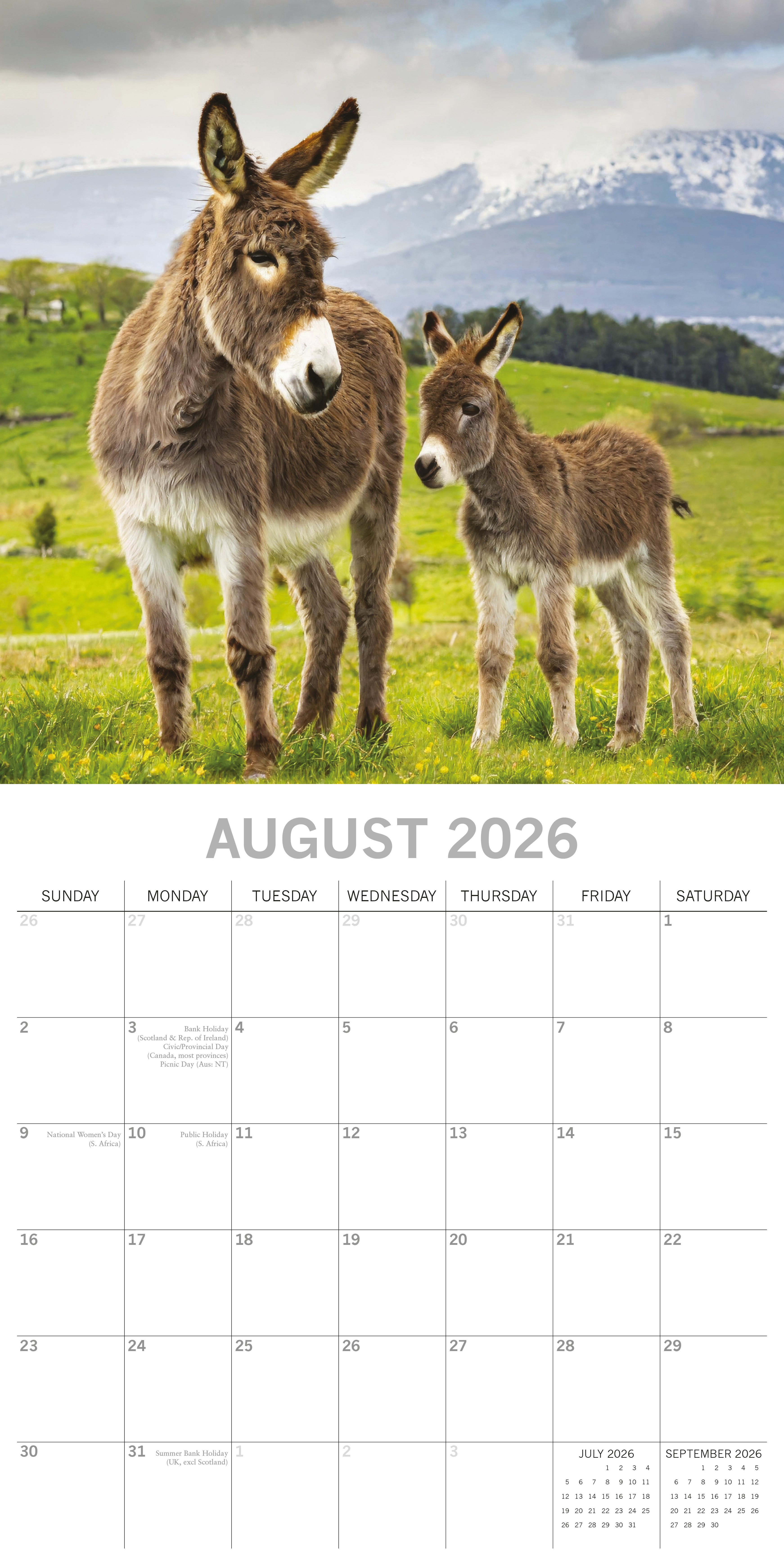 2026 Donkeys - Square Wall Calendar