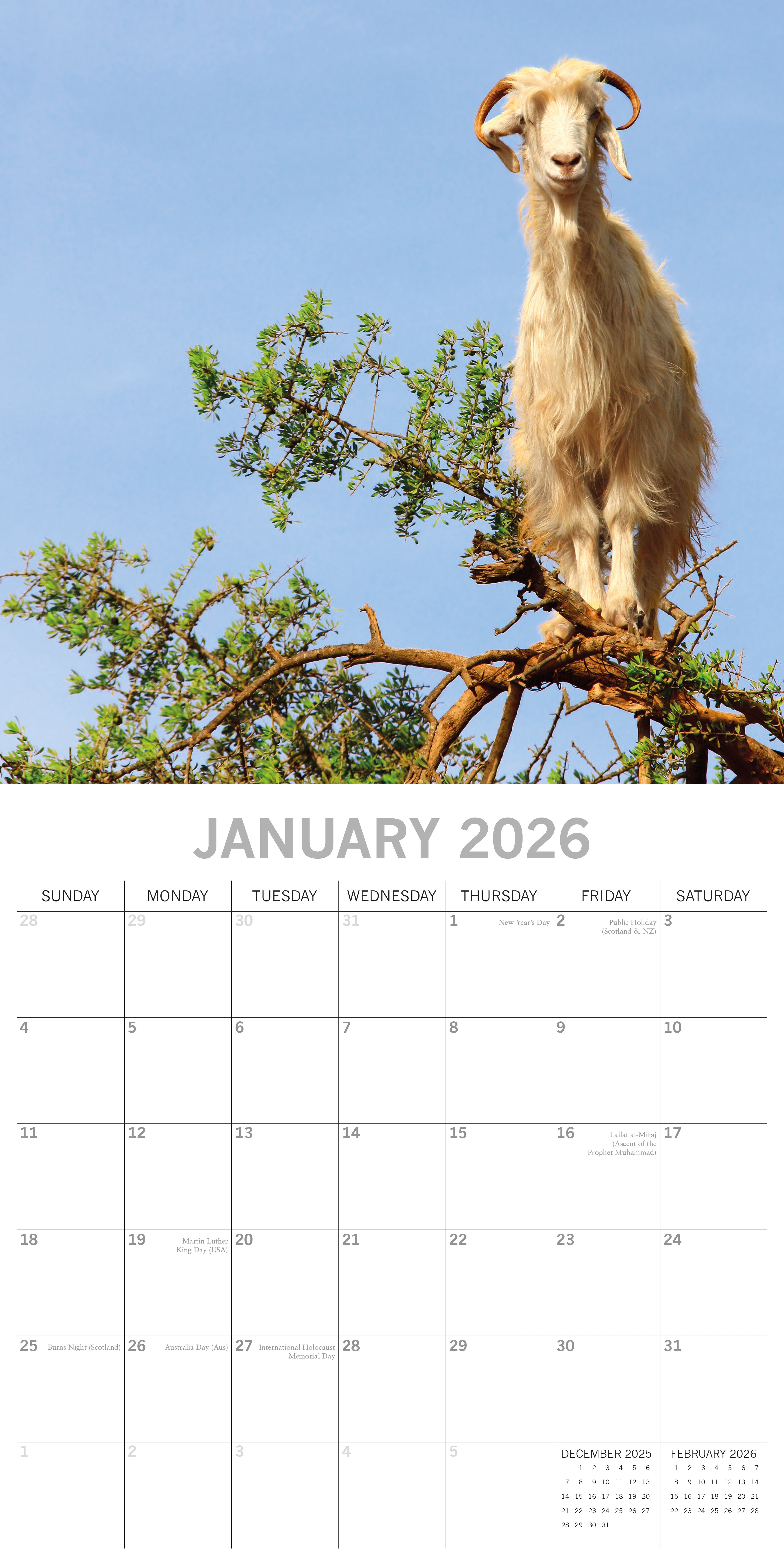 2026 Goats in Trees - Square Wall Calendar