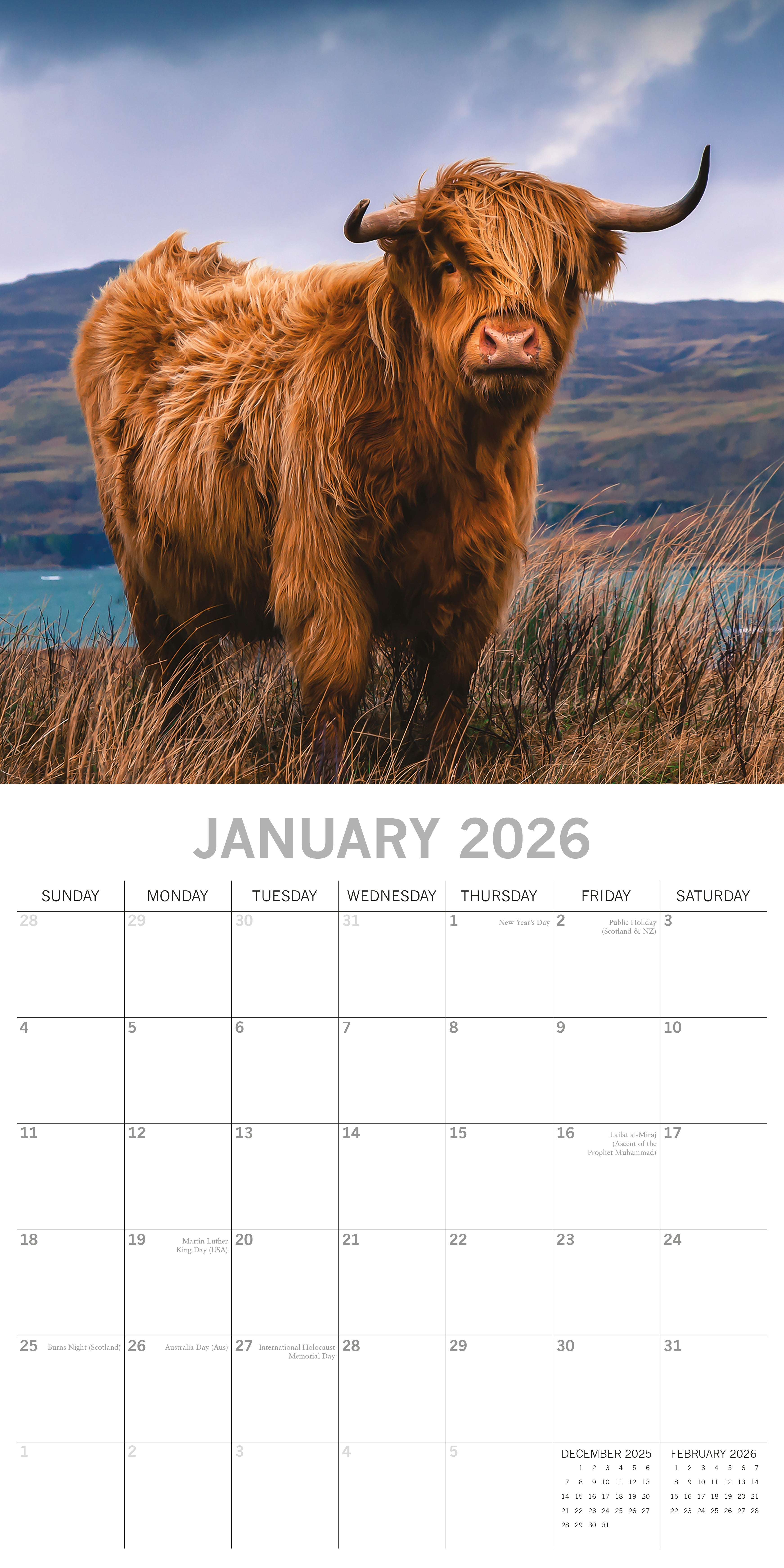 2026 Highland Cows - Square Wall Calendar