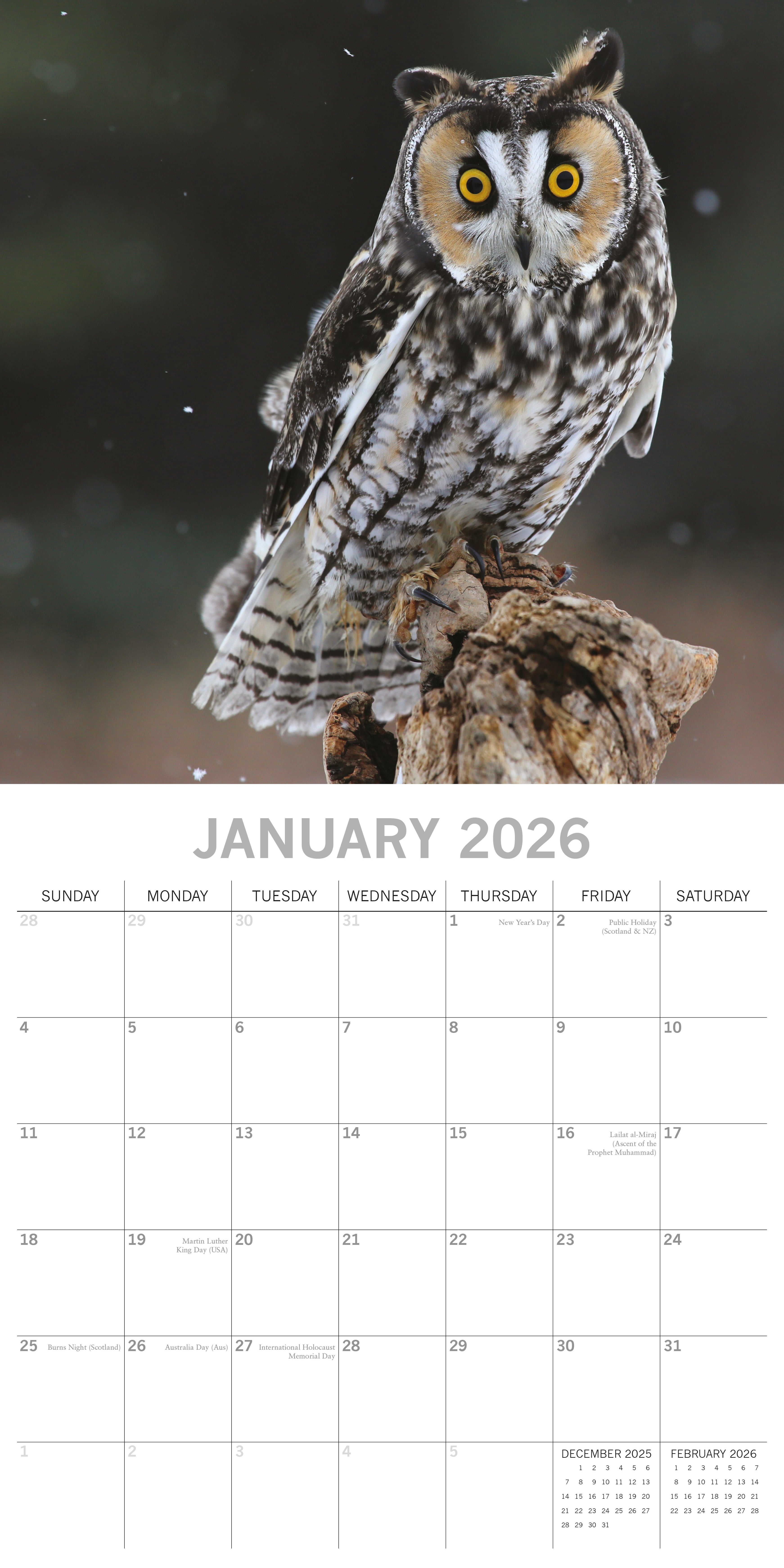2026 Owls - Square Wall Calendar