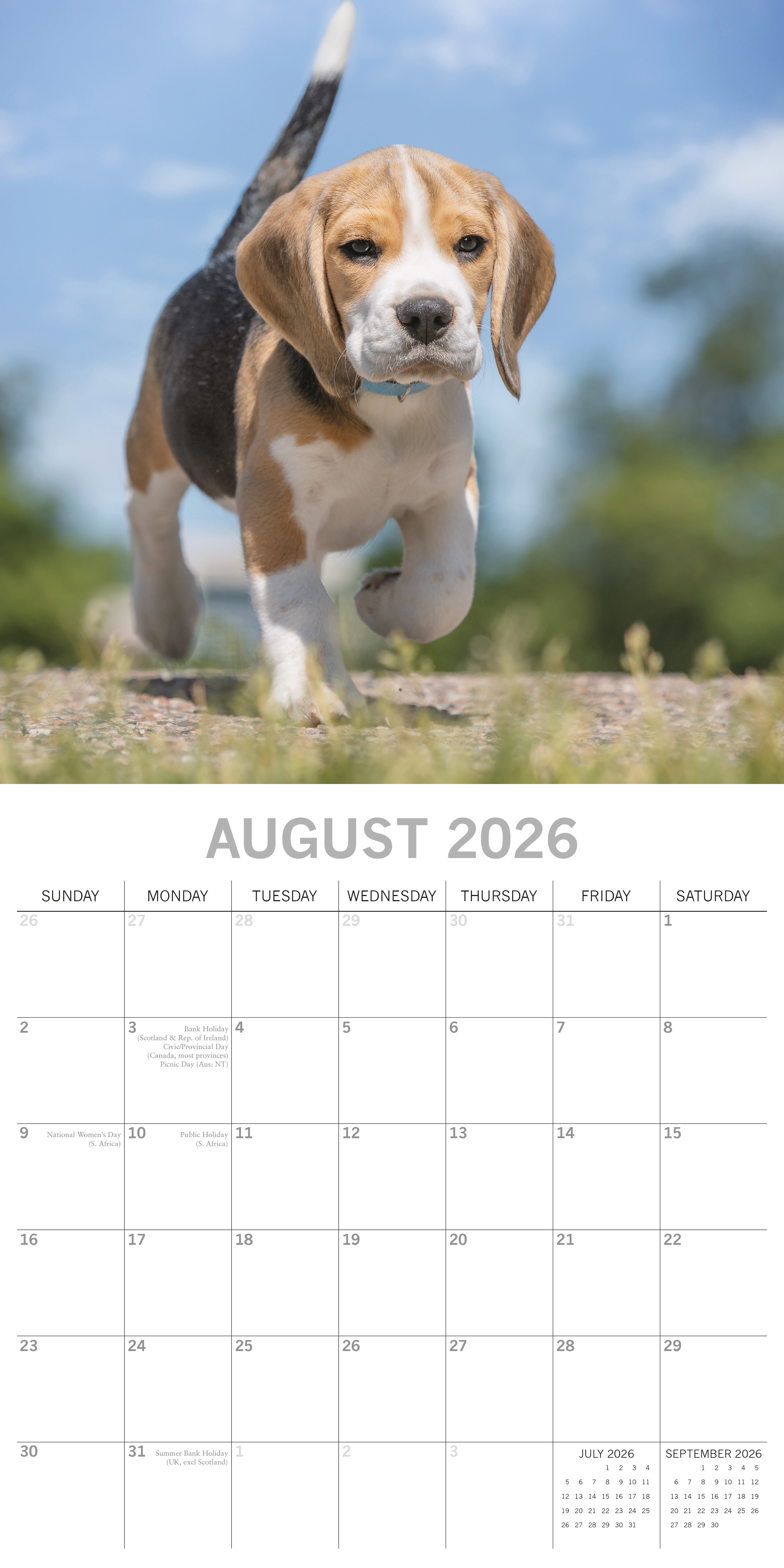 2026 Beagles - Square Wall Calendar