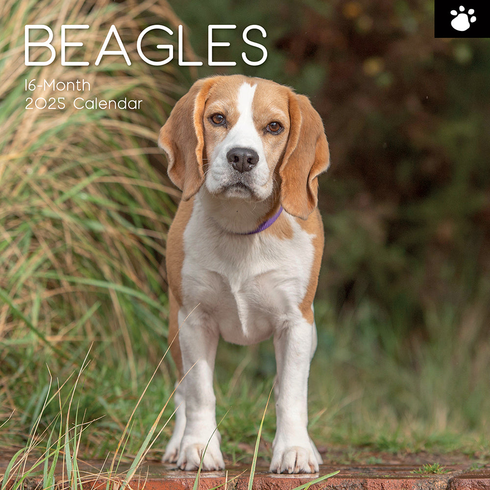 2025 Beagles - Square Wall Calendar