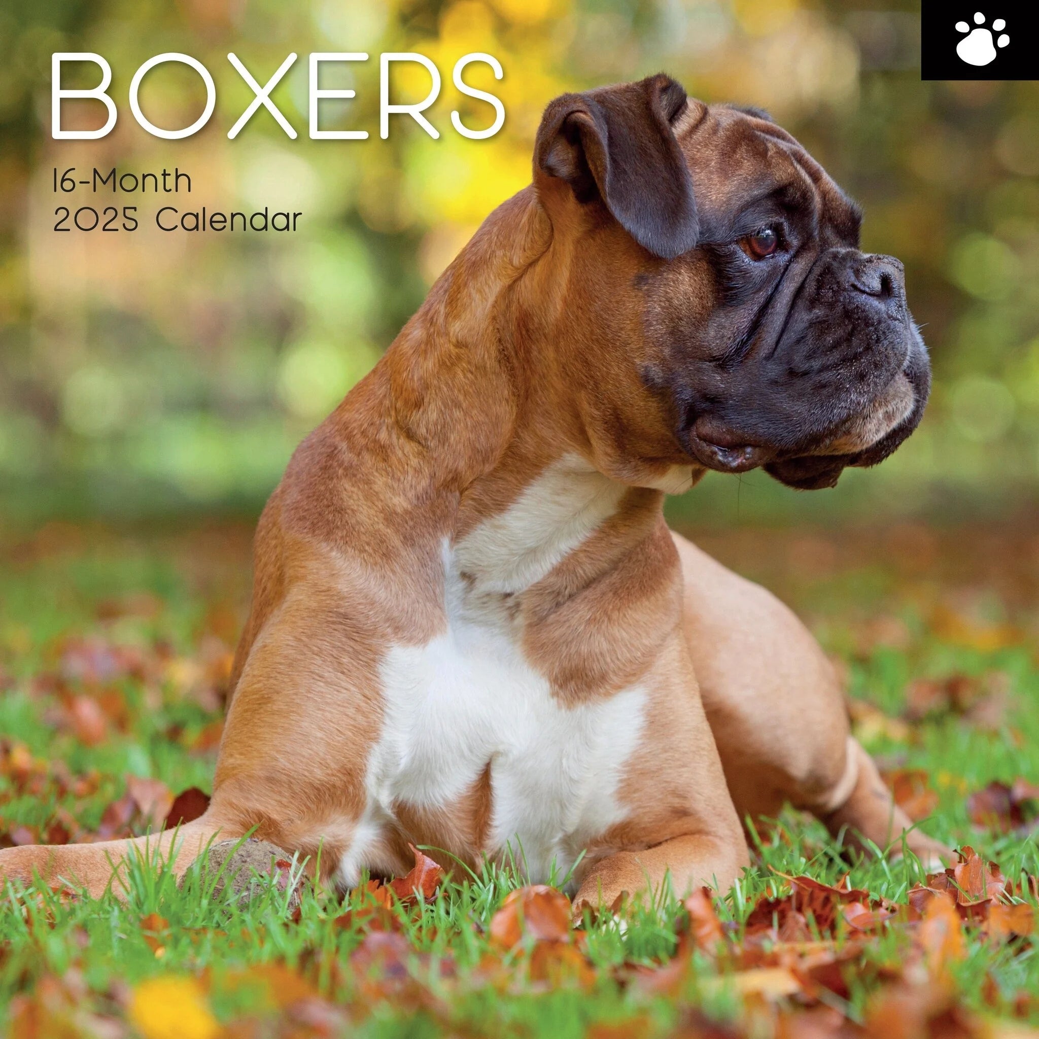 2025 Boxers - Square Wall Calendar