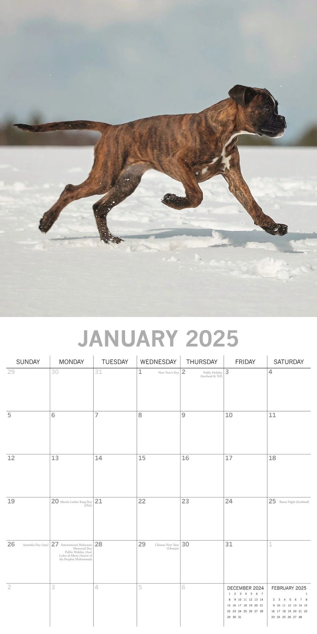 Boxer Dog Calendar 2025 Uk 