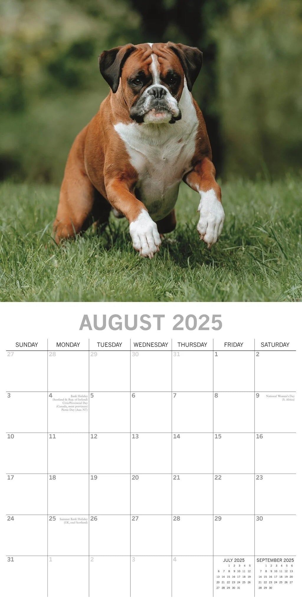 2025 Boxers - Square Wall Calendar