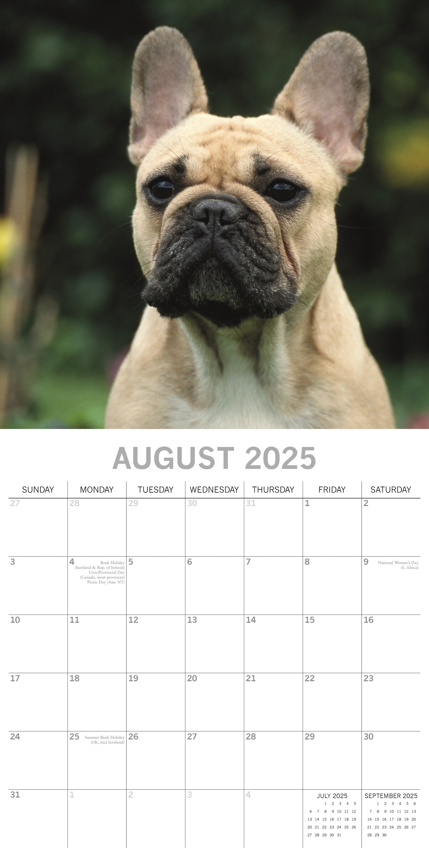 2025 Bulldogs - Square Wall Calendar