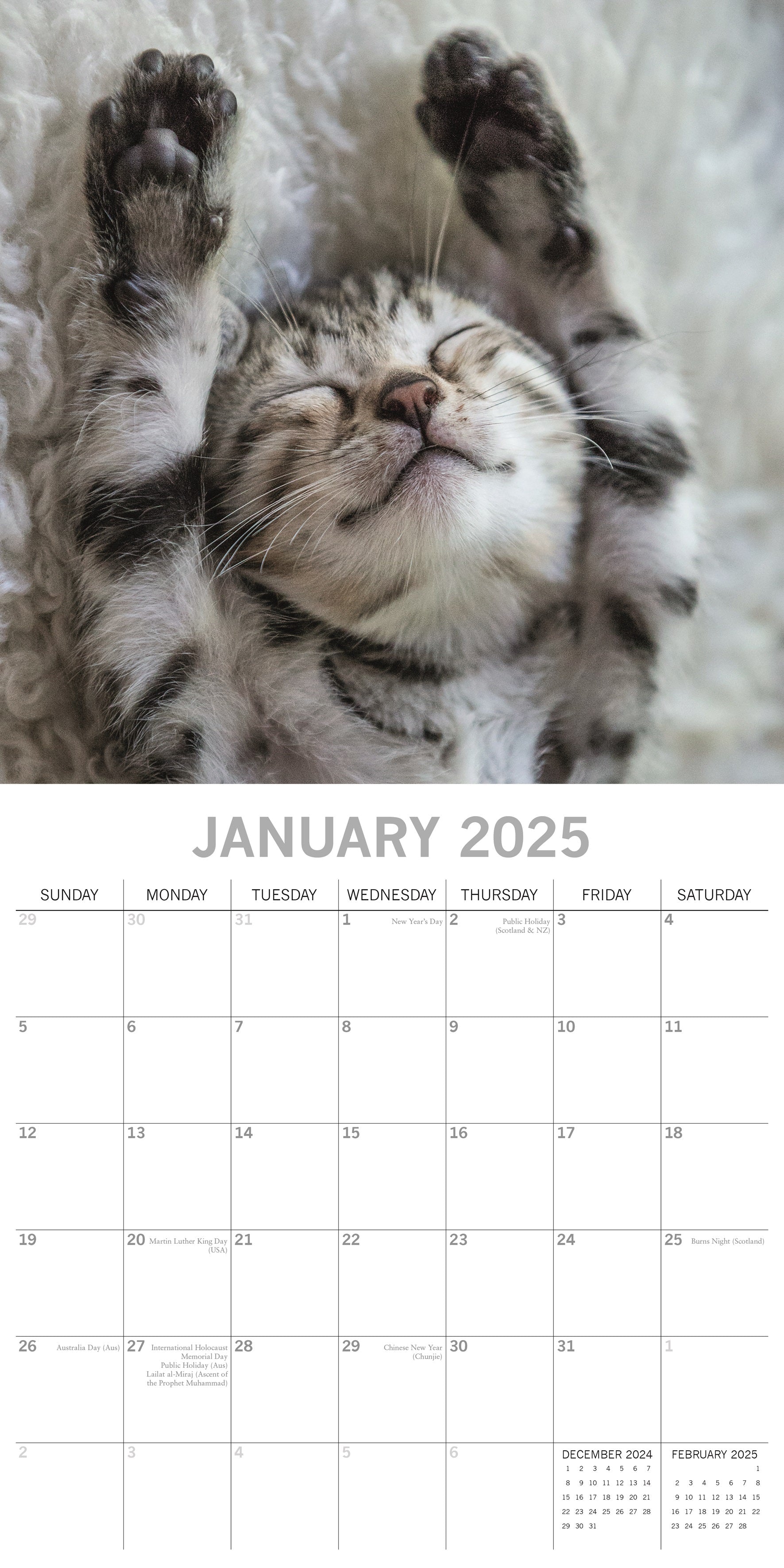 2025 Cat Naps - Square Wall Calendar