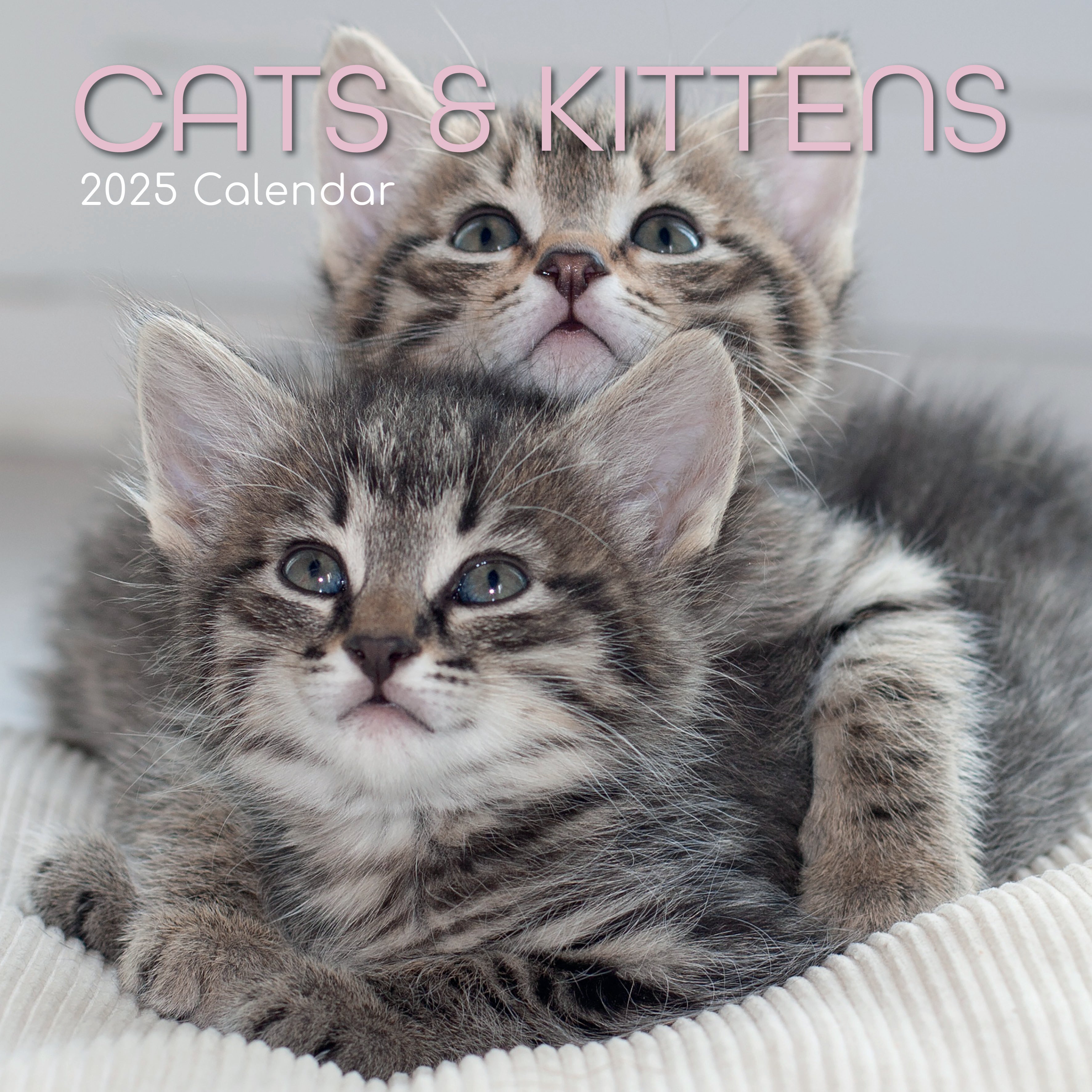 2025 Cats & Kittens - Square Wall Calendar