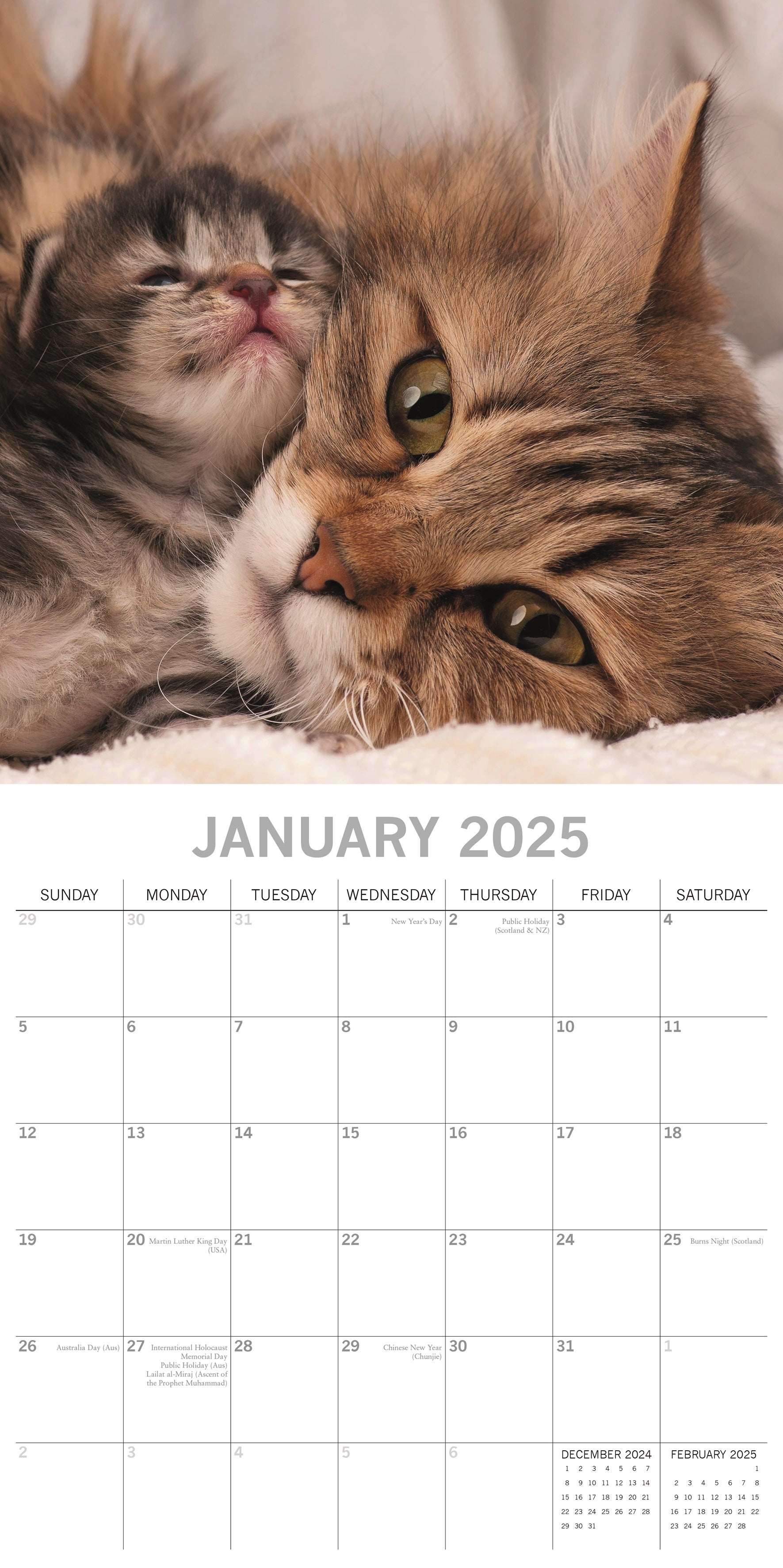 2025 Cats & Kittens - Square Wall Calendar