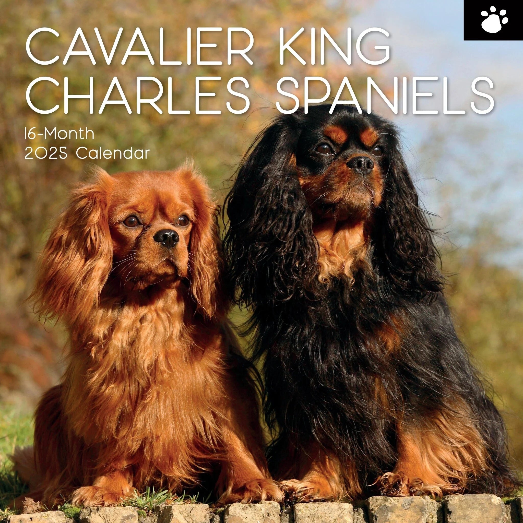 Cavalier King Charles Spaniel 2025 Calendar