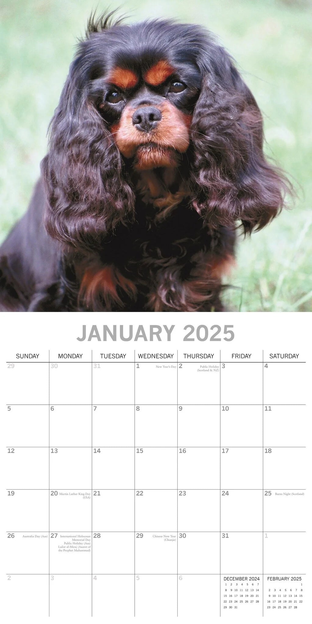 2025 Cavalier King Charles Spaniels - Square Wall Calendar