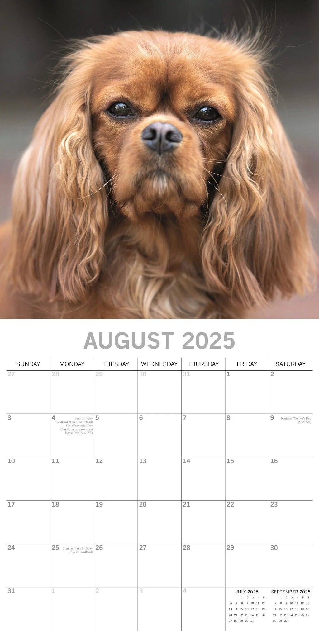 2025 Cavalier King Charles Spaniels - Square Wall Calendar