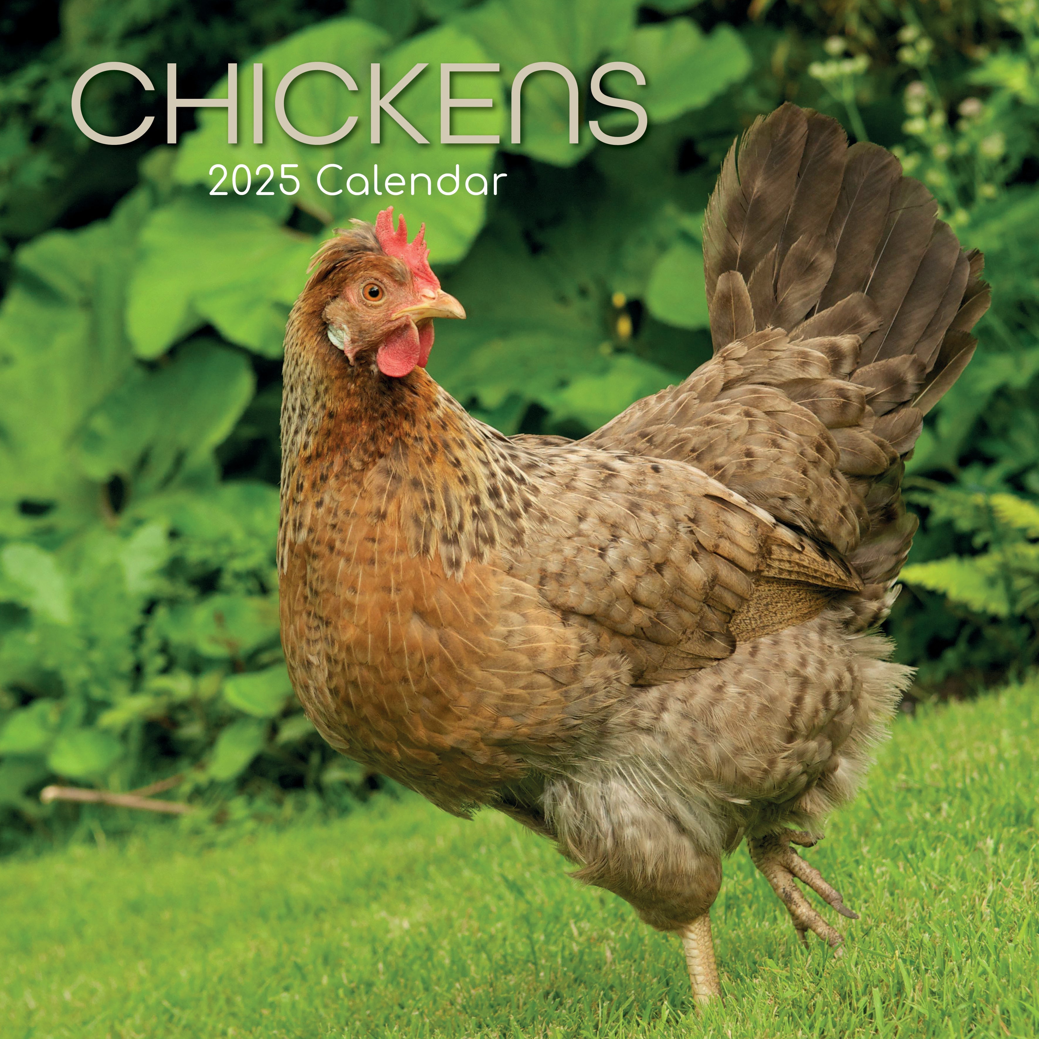 2025 Chickens - Square Wall Calendar