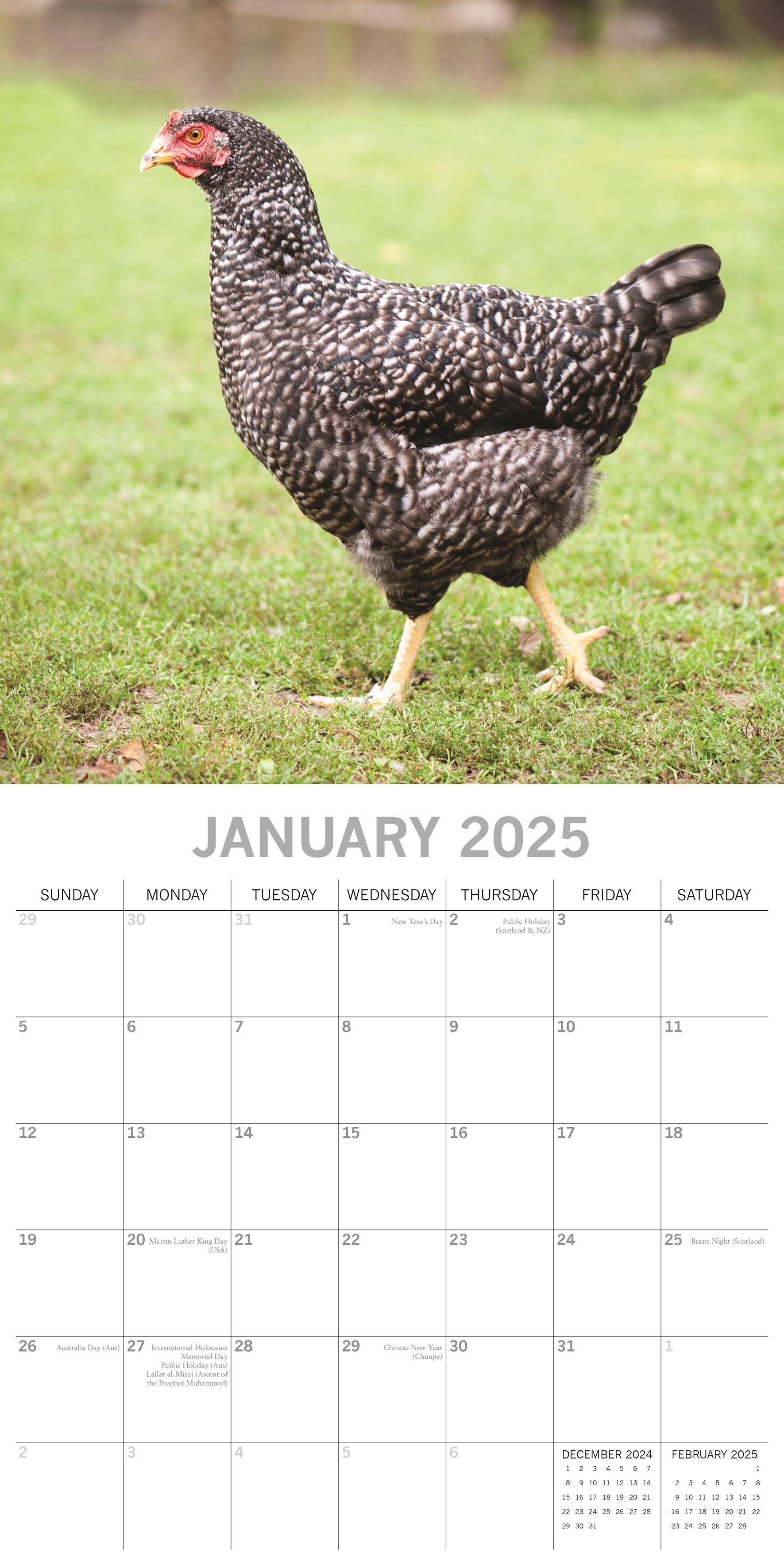 2025 Chickens - Square Wall Calendar