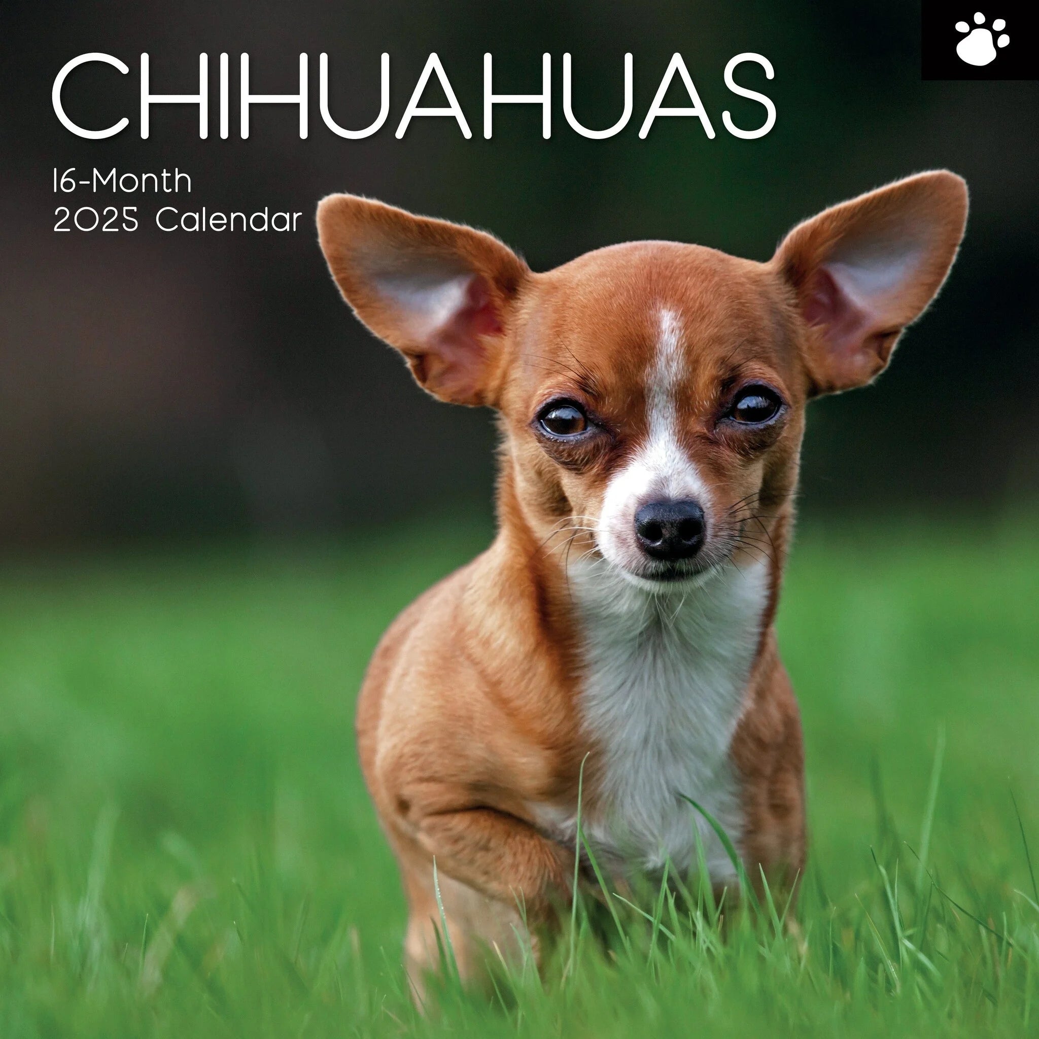 2025 Chihuahuas - Square Wall Calendar