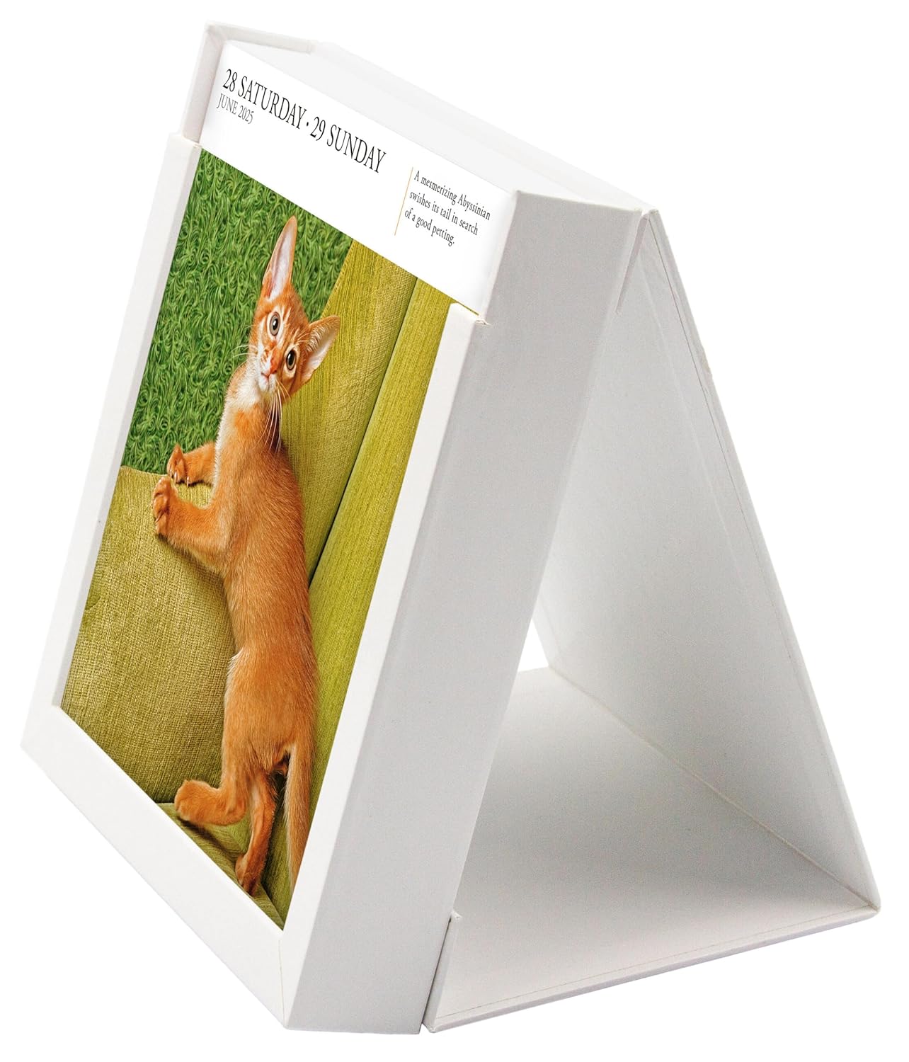 2025 Cat - Daily Boxed Page-A-Day Calendar