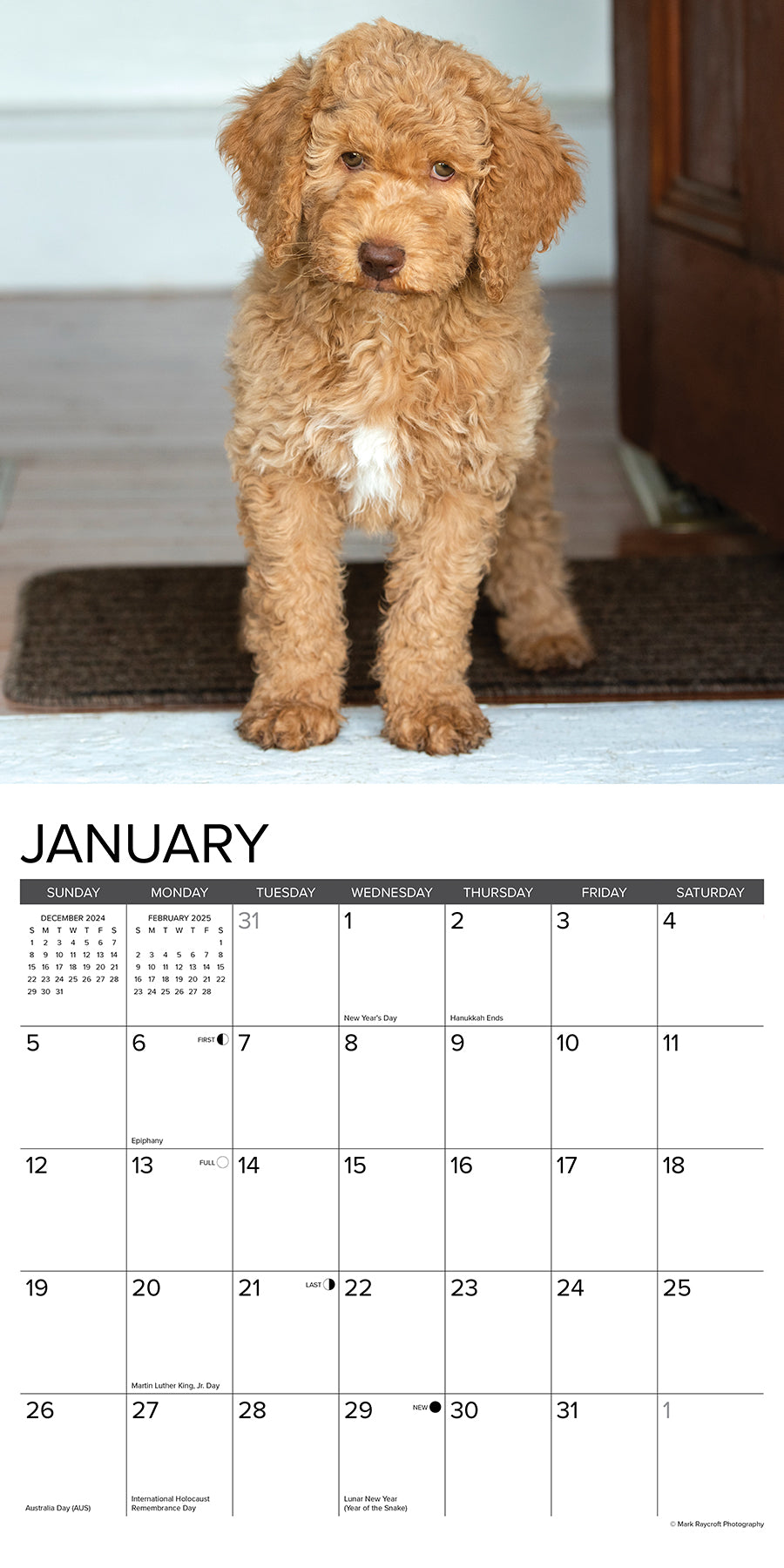 2025 Goldendoodles - Square Wall Calendar