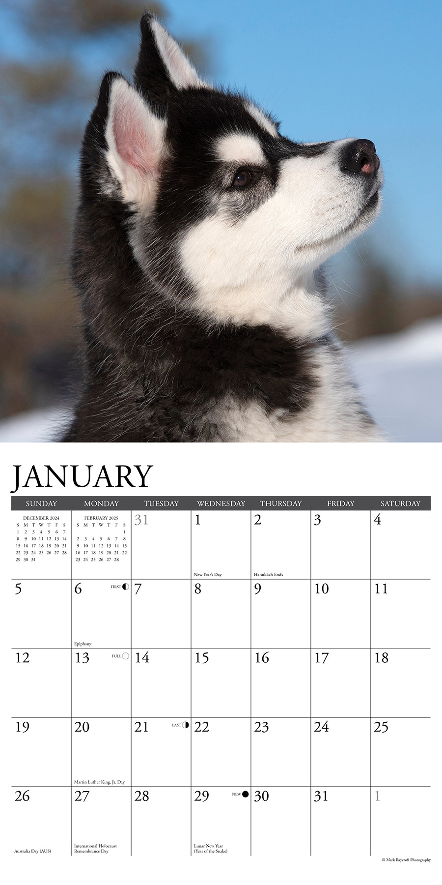 2025 Siberian Husky Puppies - Square Wall Calendar