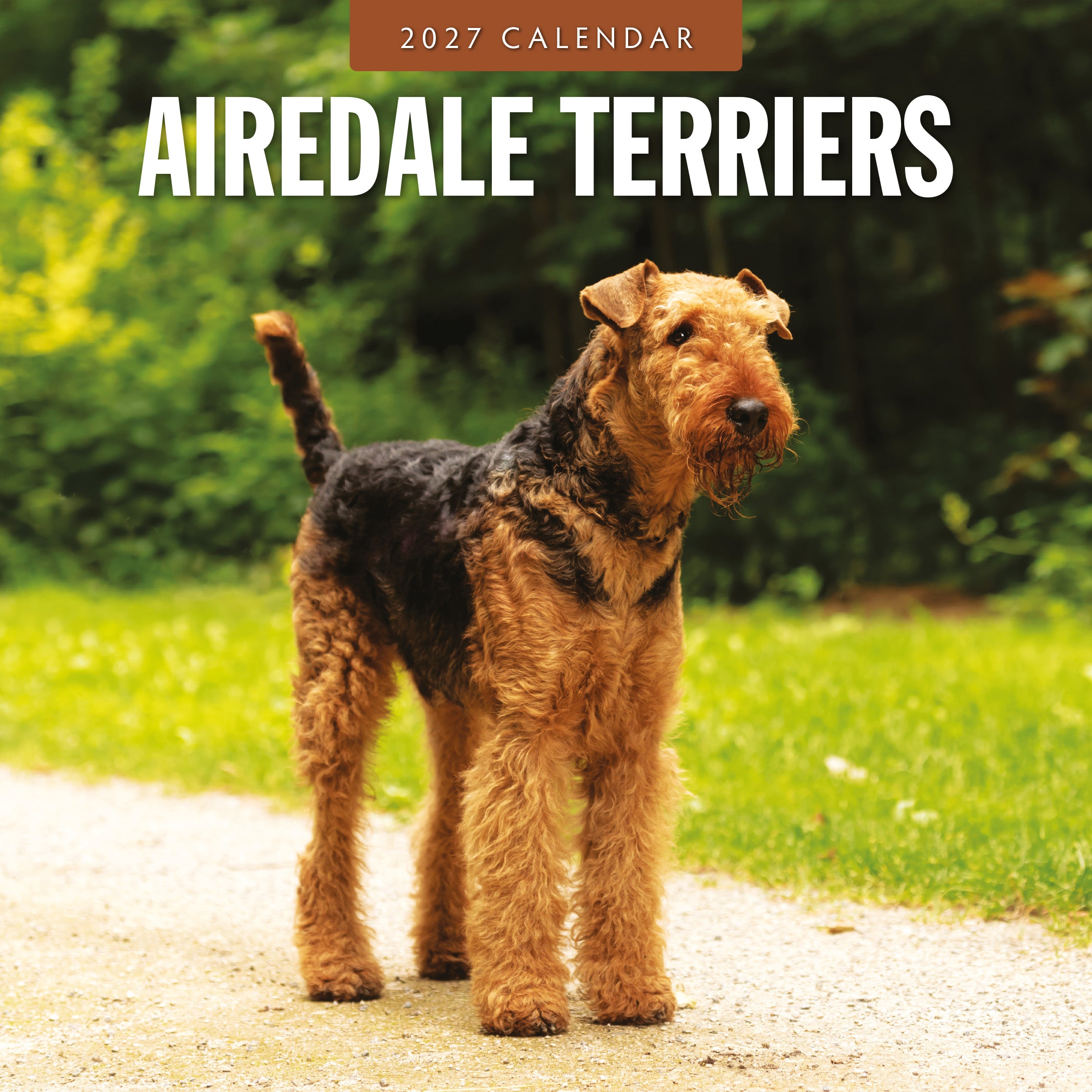 2027 Airedale Terriers - Square Wall Calendar