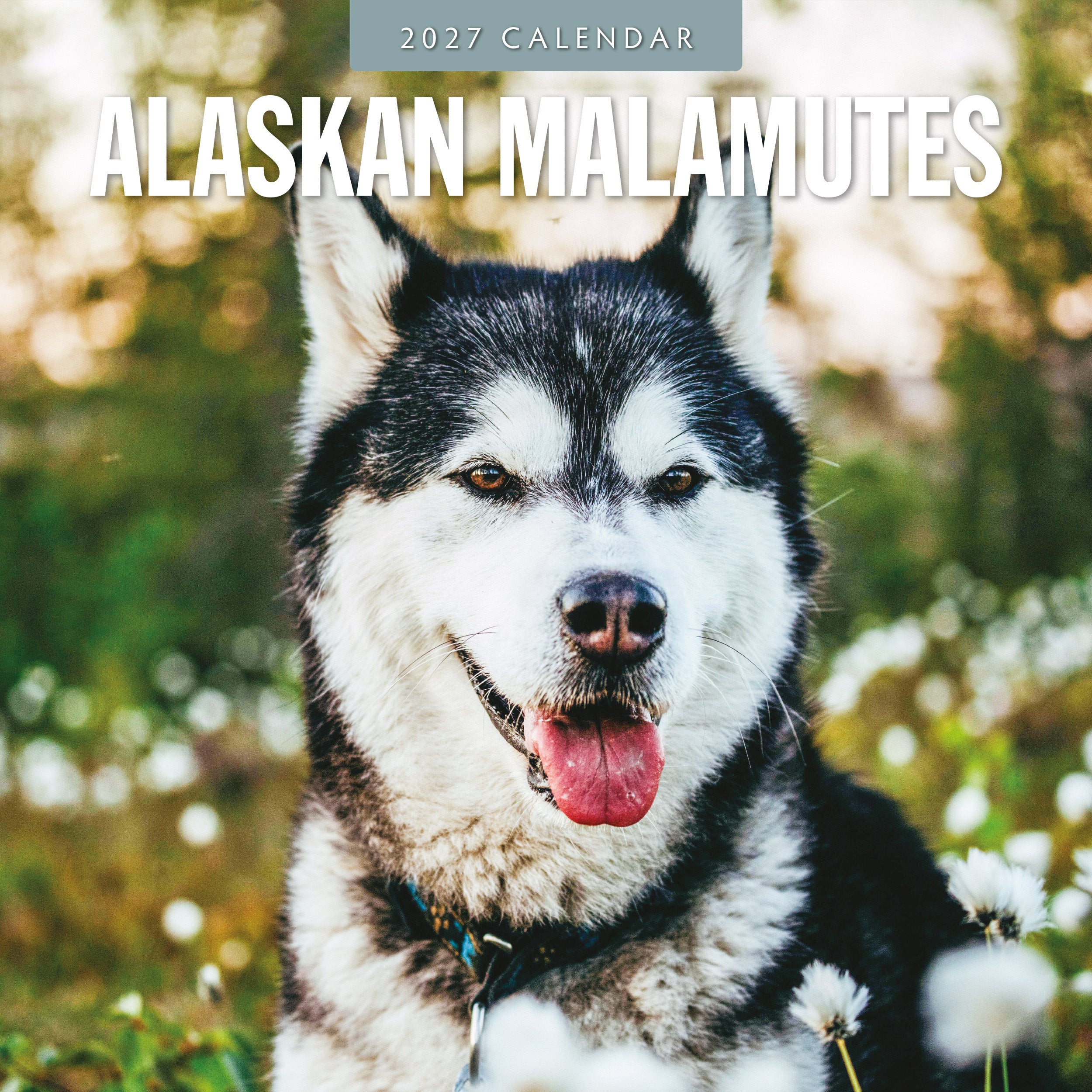 2027 Alaskan Malamutes - Square Wall Calendar