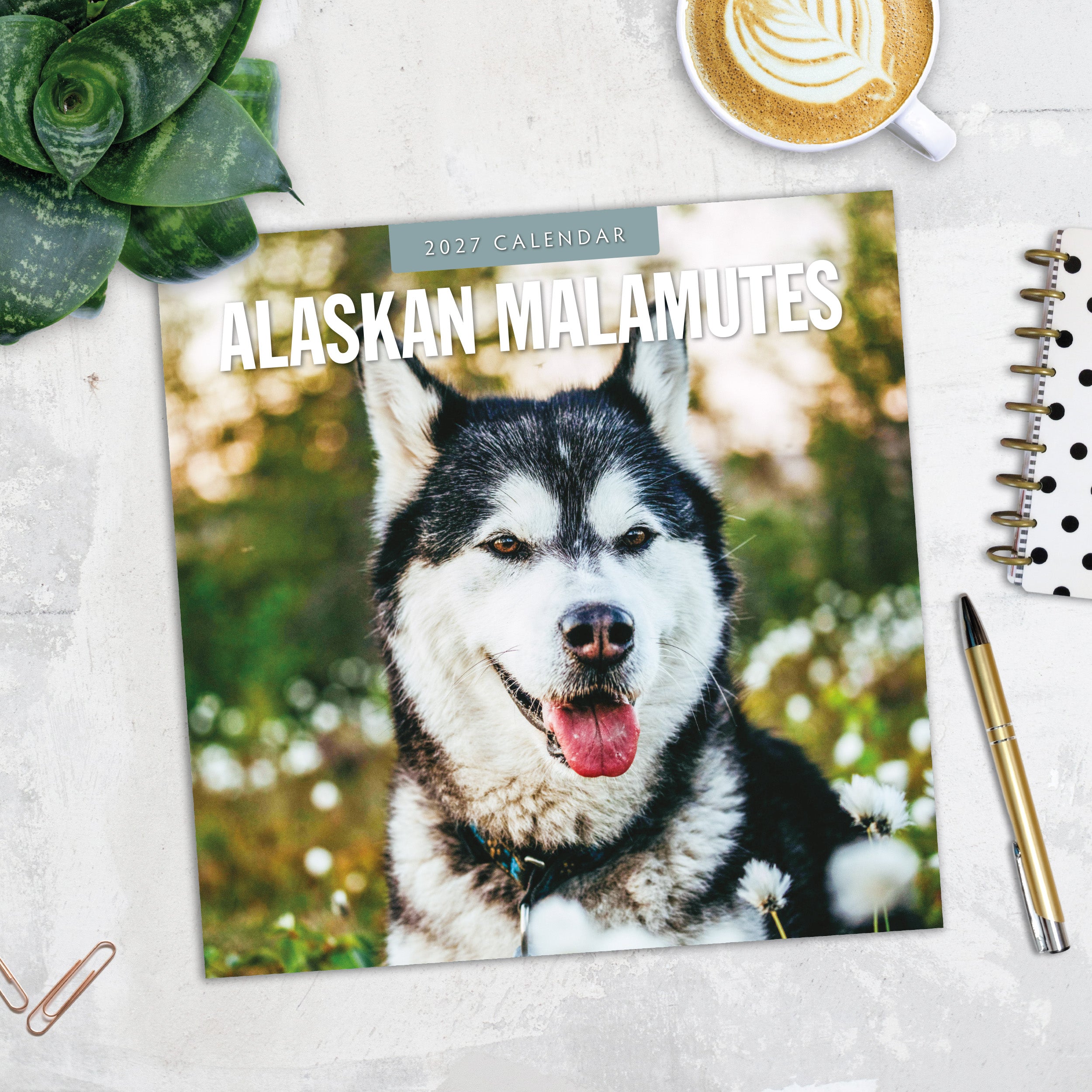 2027 Alaskan Malamutes - Square Wall Calendar