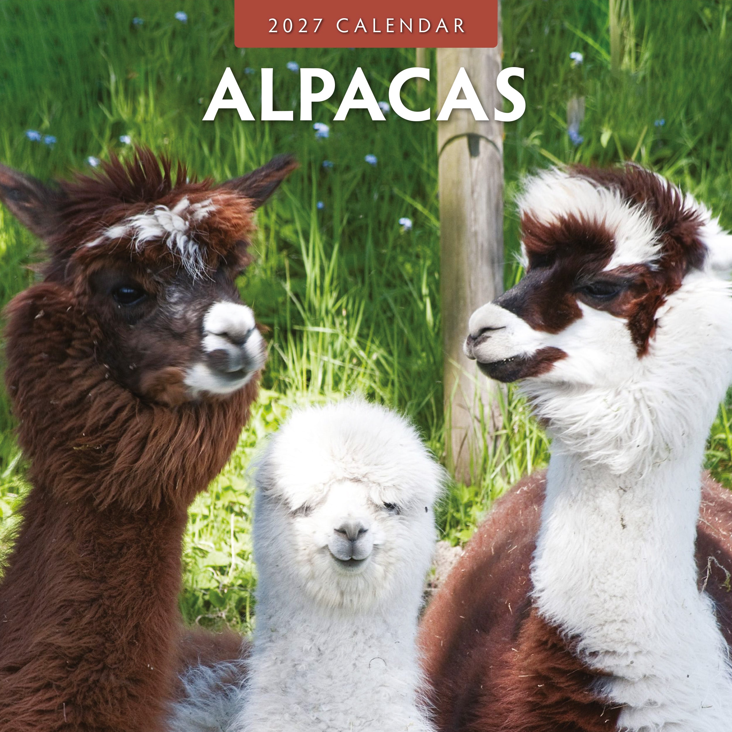 2027 Alpacas - Square Wall Calendar
