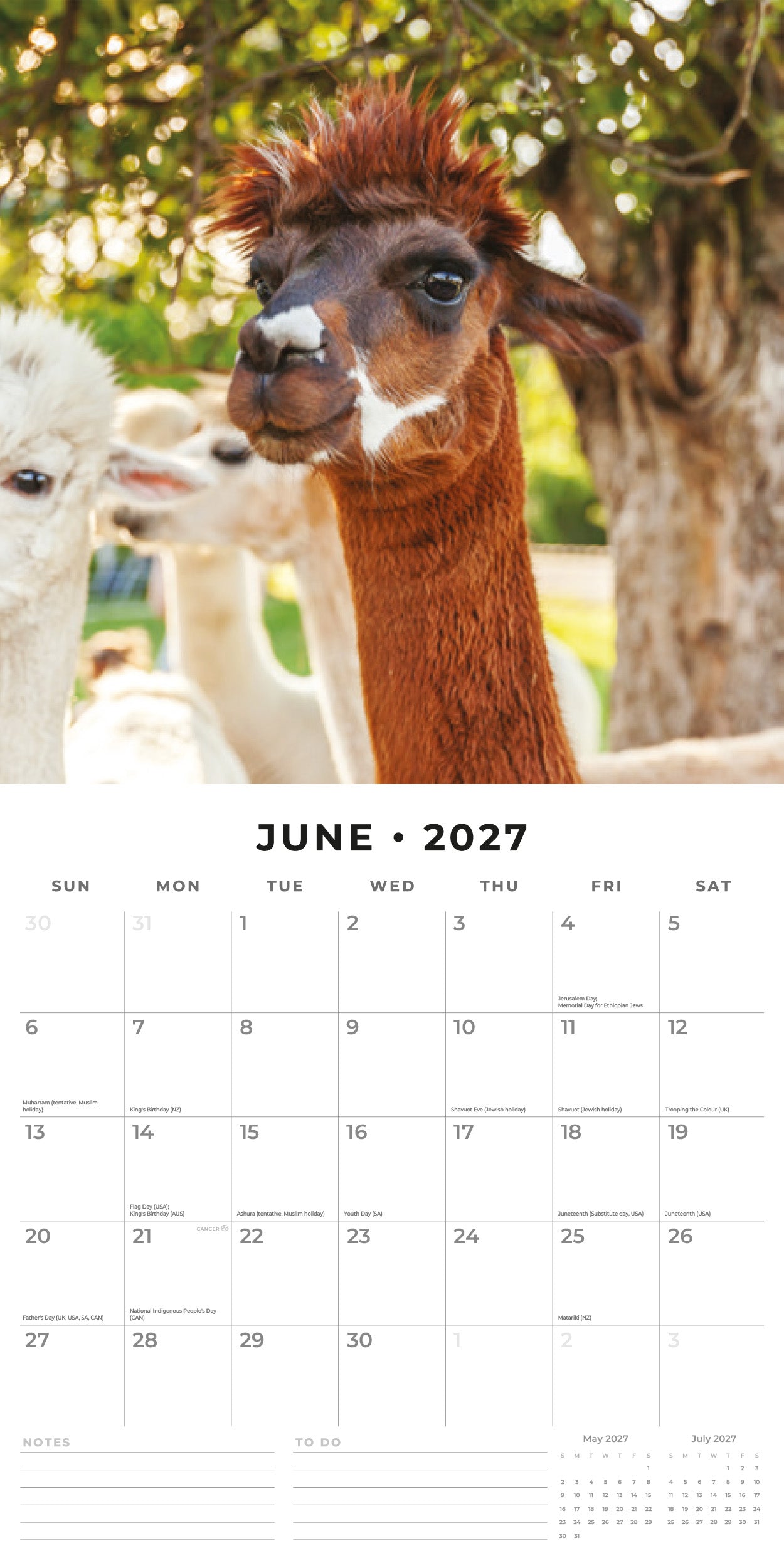 2027 Alpacas - Square Wall Calendar