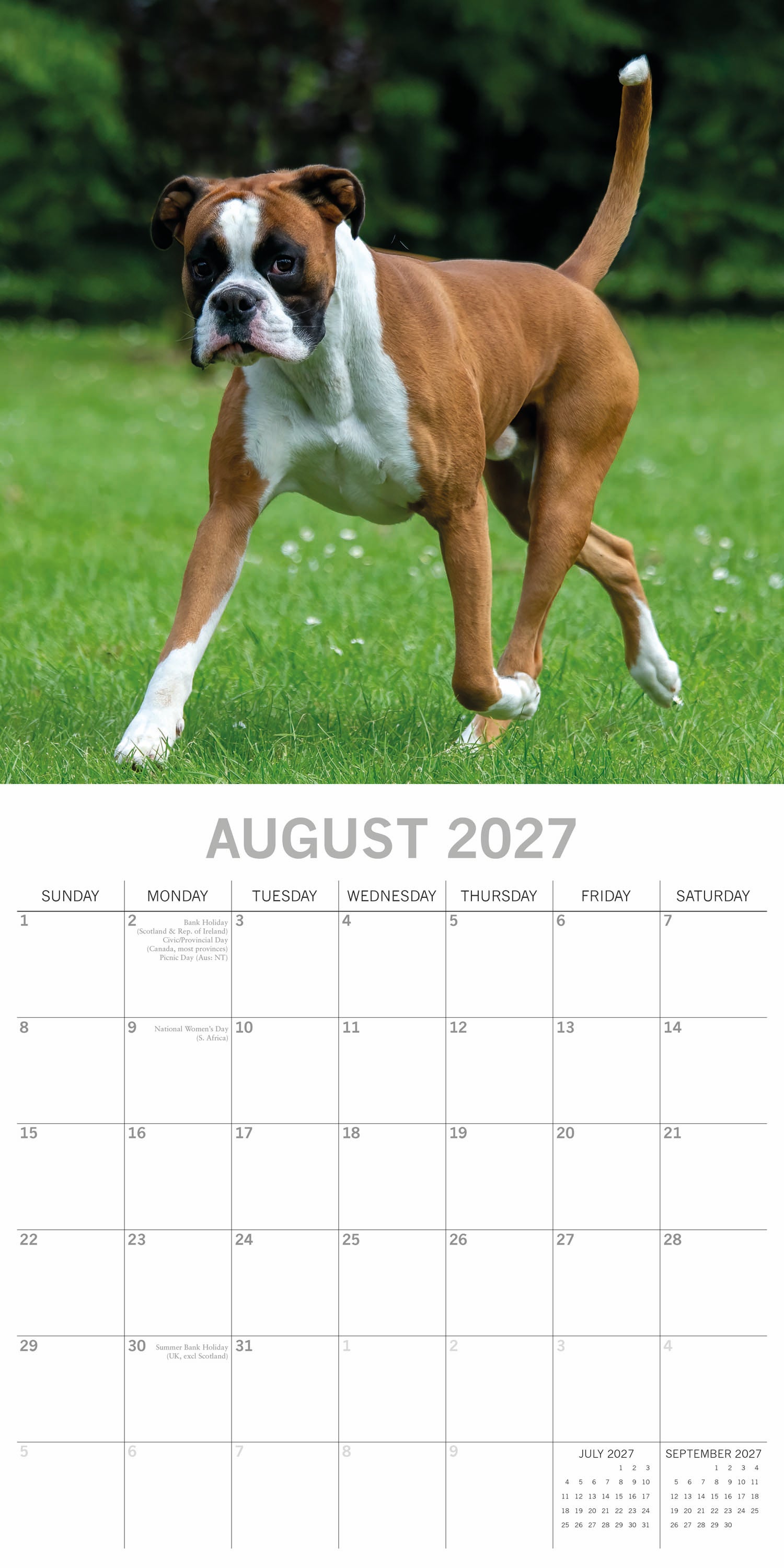 Animals_Dogs_Boxers_2027_Aug.jpg