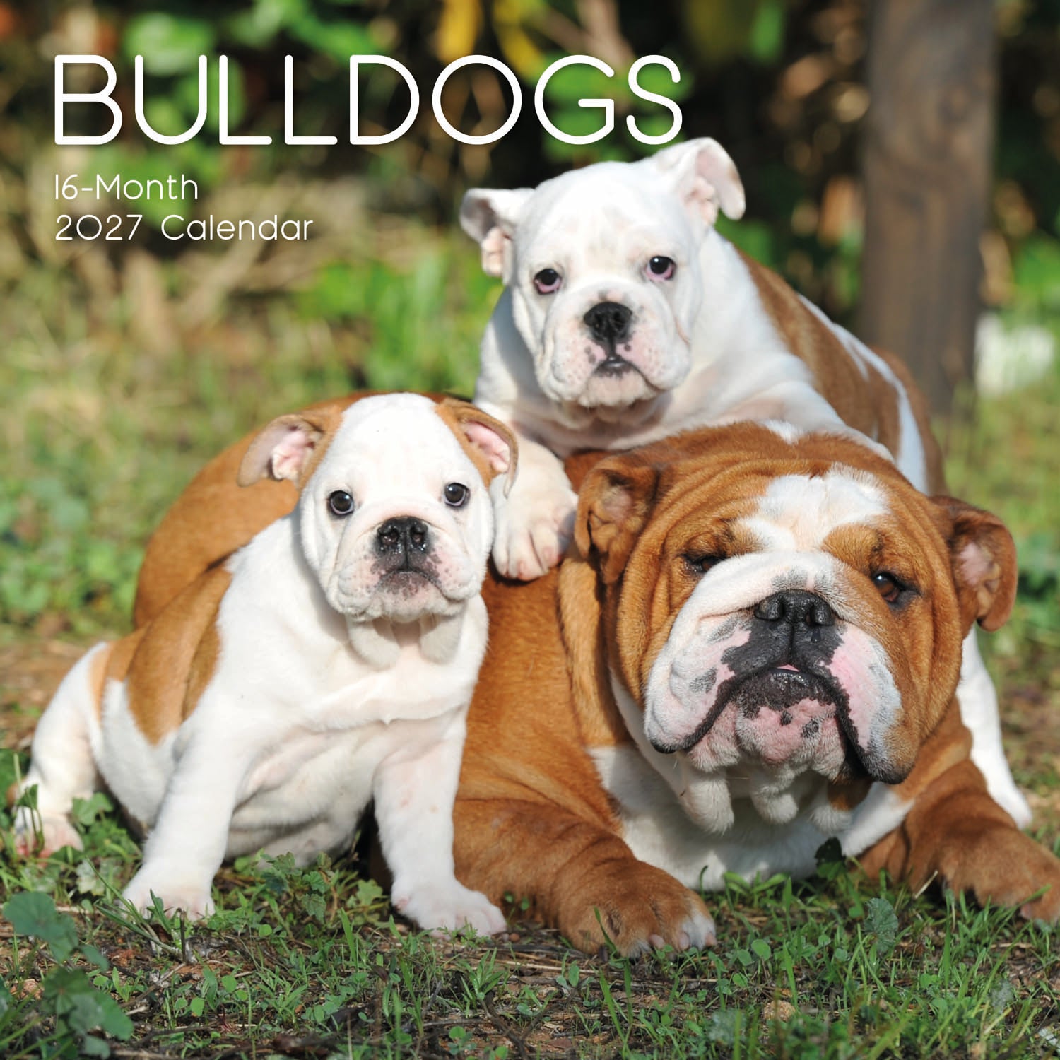 Animals_Dogs_Bulldogs_2027_Cover.jpg