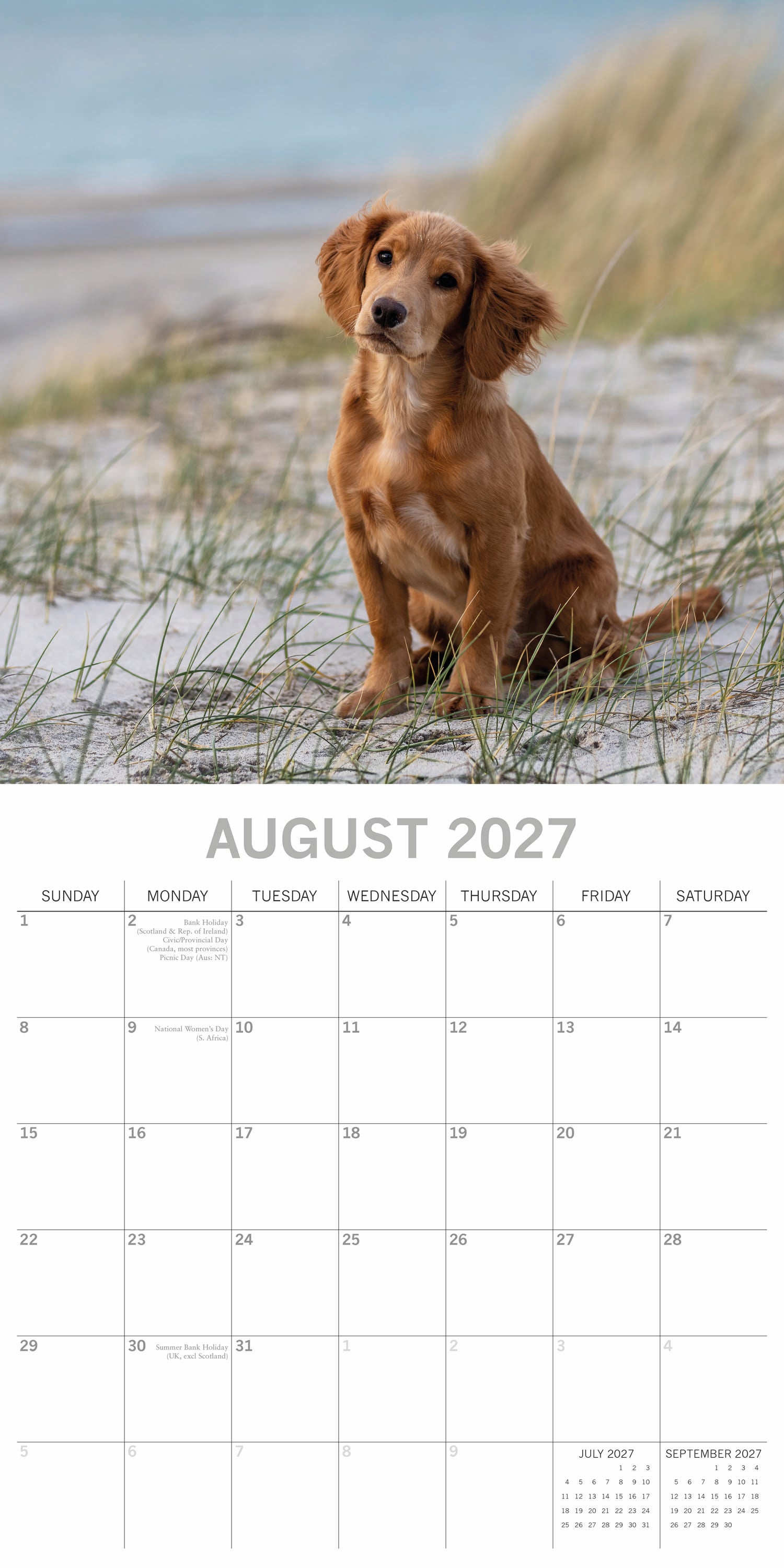Animals_Dogs_Cocker_Spaniels_2027_Aug.jpg