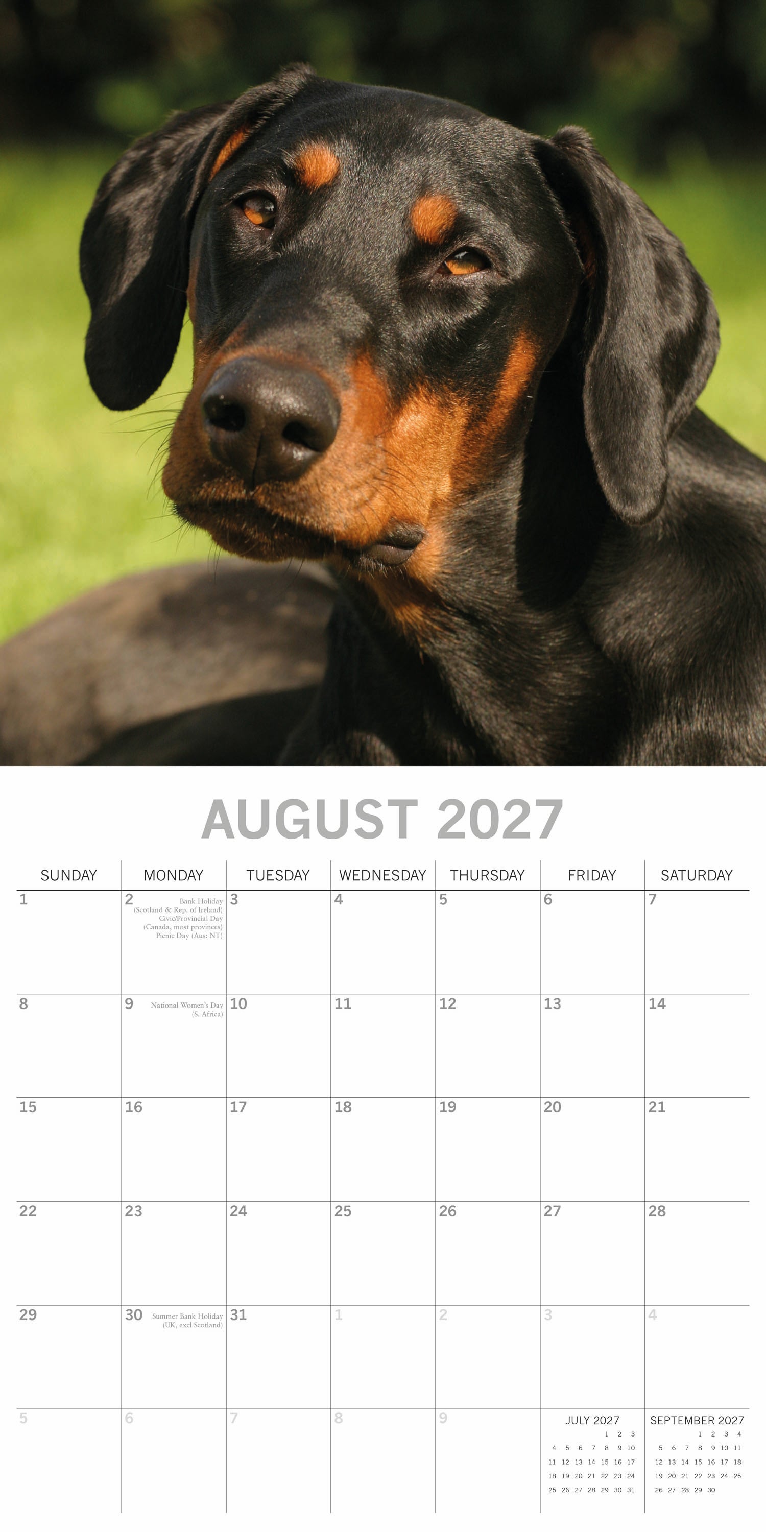 Animals_Dogs_Dobermanns_2027_Aug.jpg