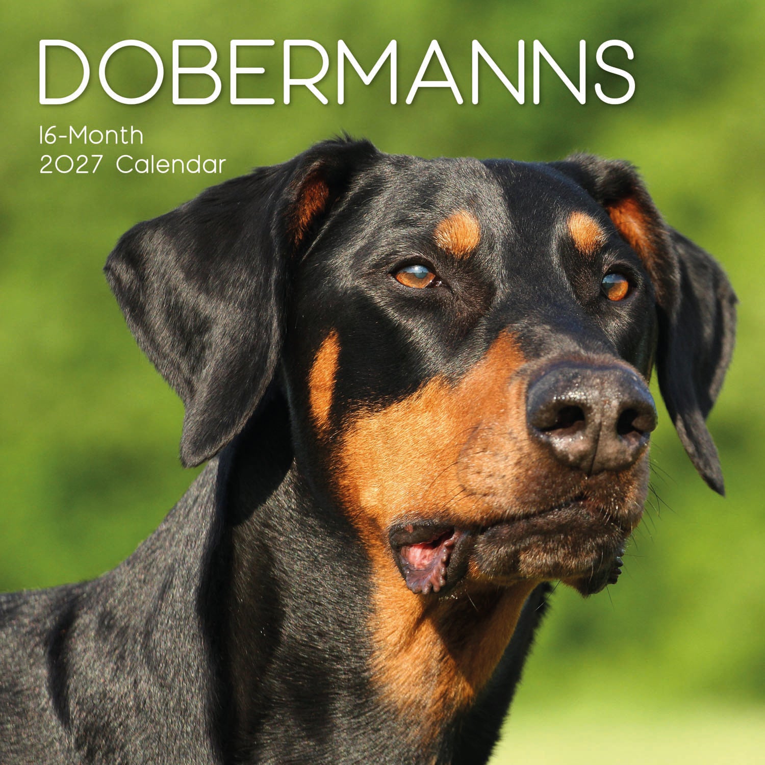 Animals_Dogs_Dobermanns_2027_Cover.jpg