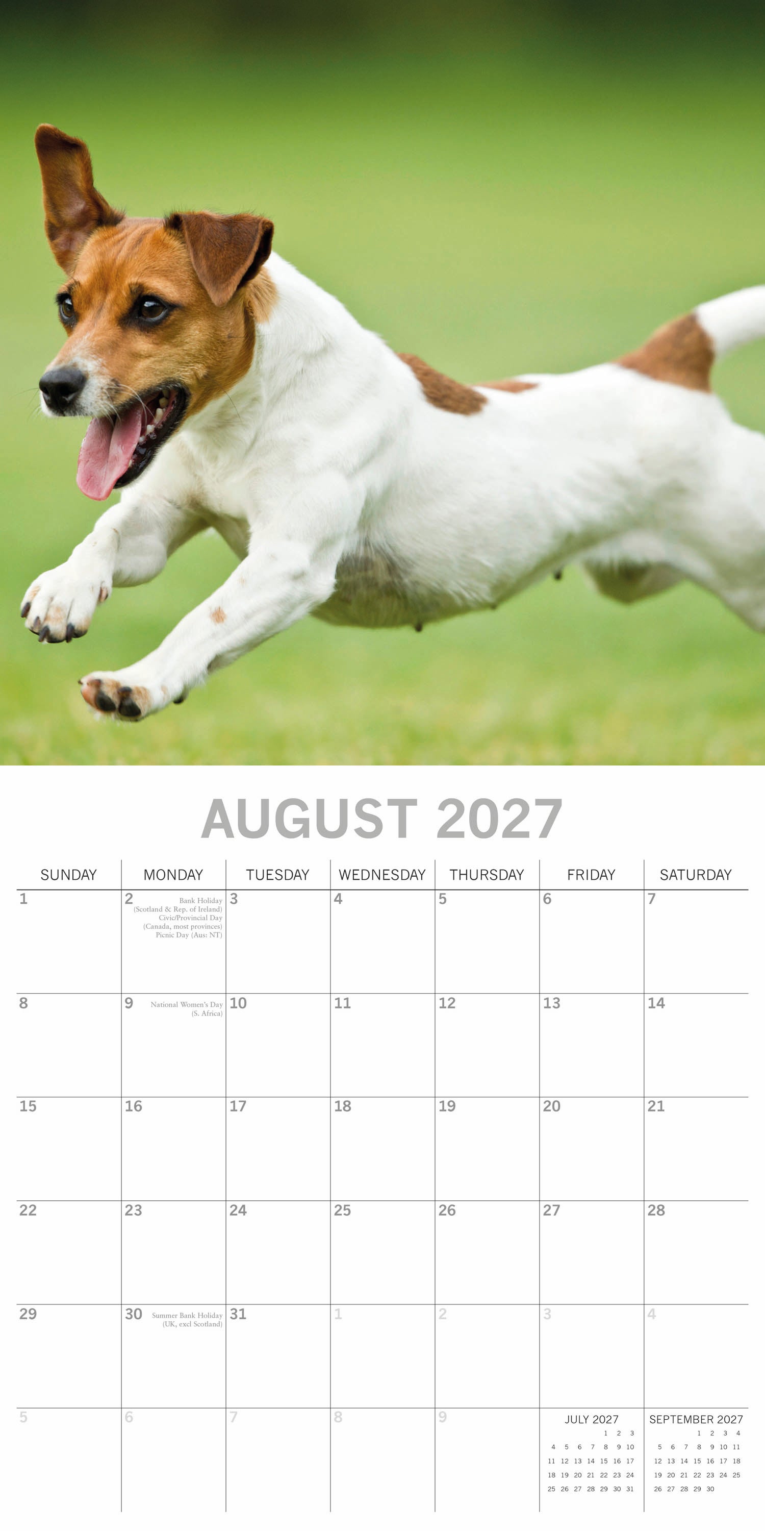 Animals_Dogs_Jack_Russells_2027_Aug.jpg