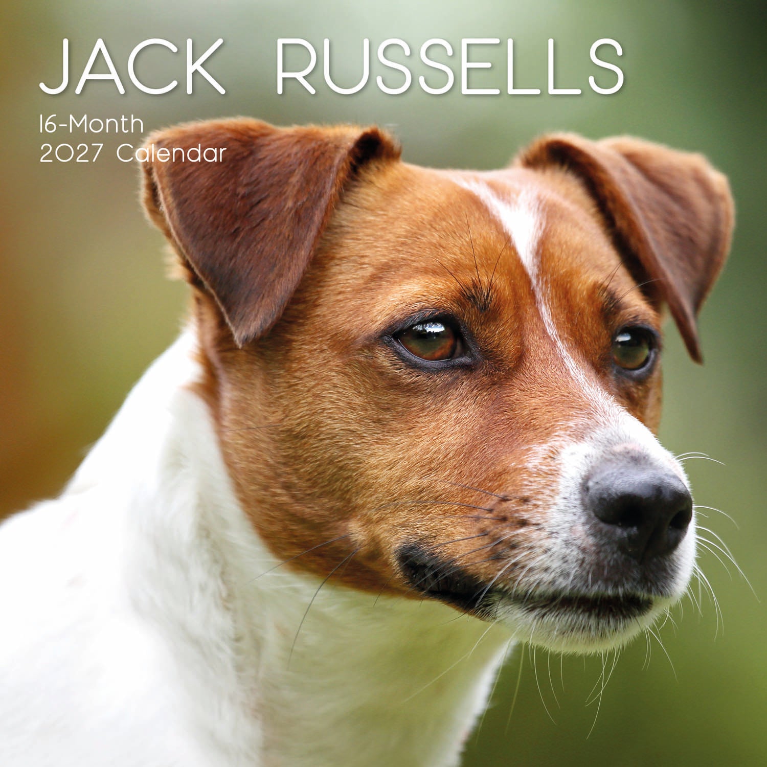 Animals_Dogs_Jack_Russells_2027_Cover.jpg