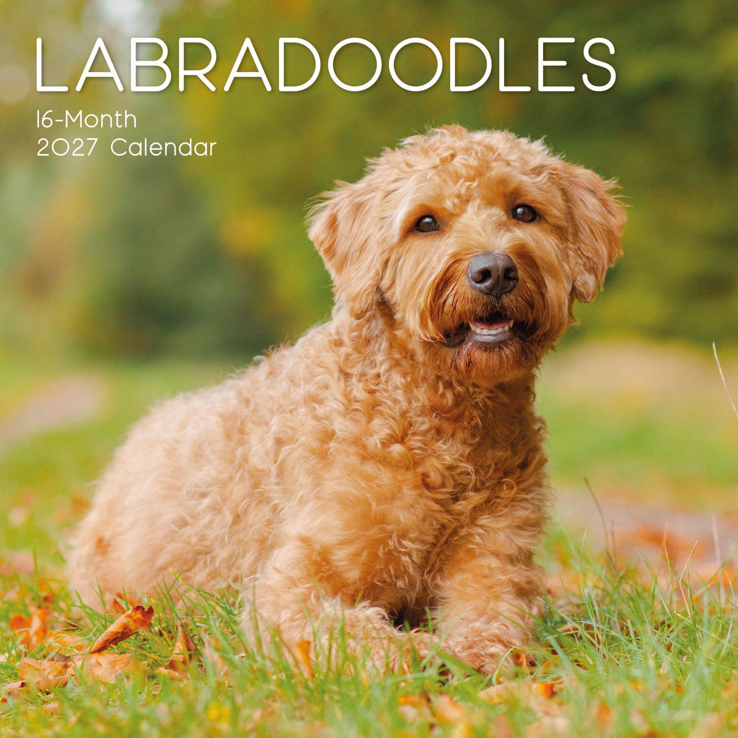 Animals_Dogs_Labradoodles_2027_Cover.jpg