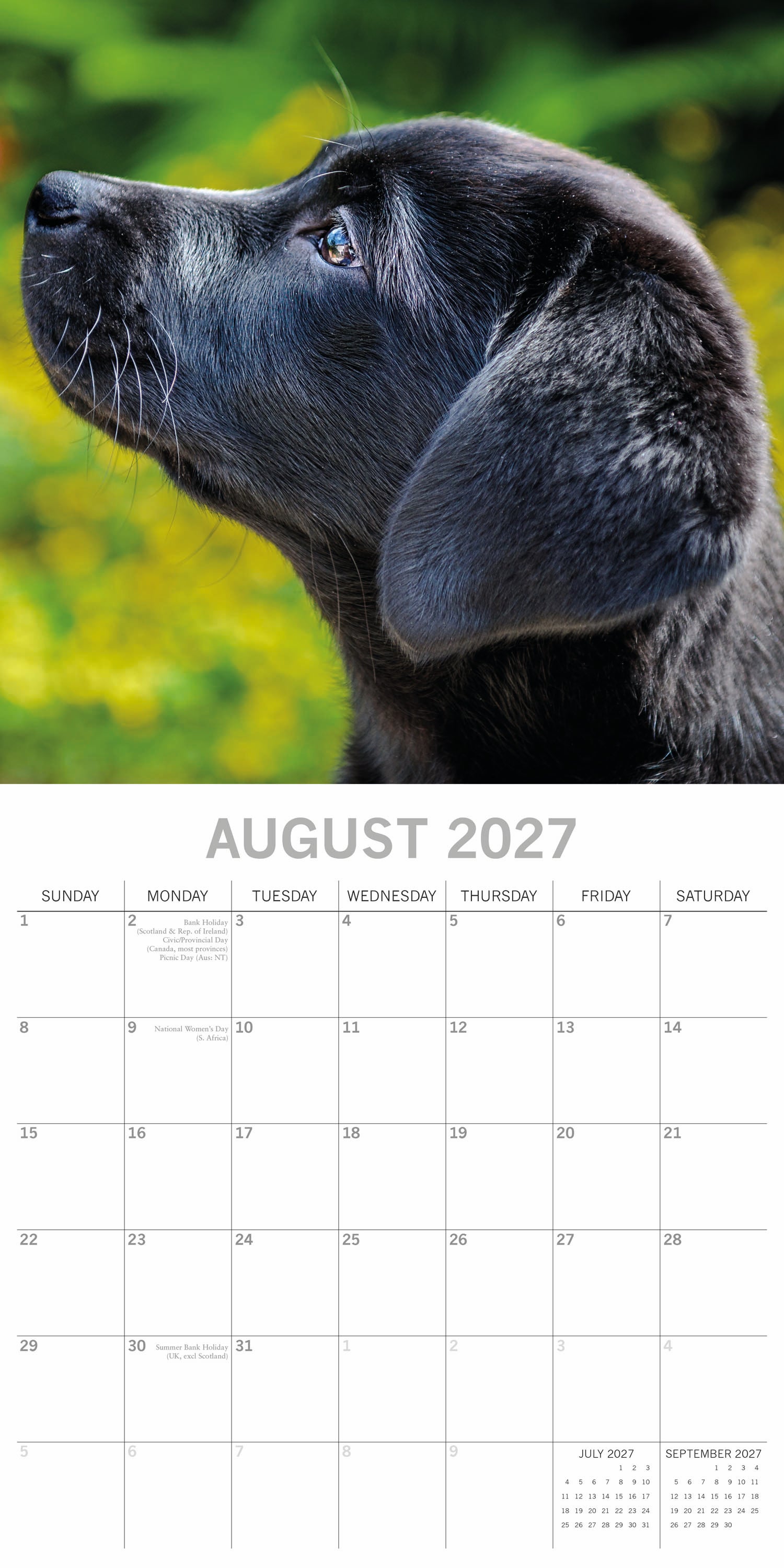 Animals_Dogs_Labradors-Black_2027_Aug.jpg