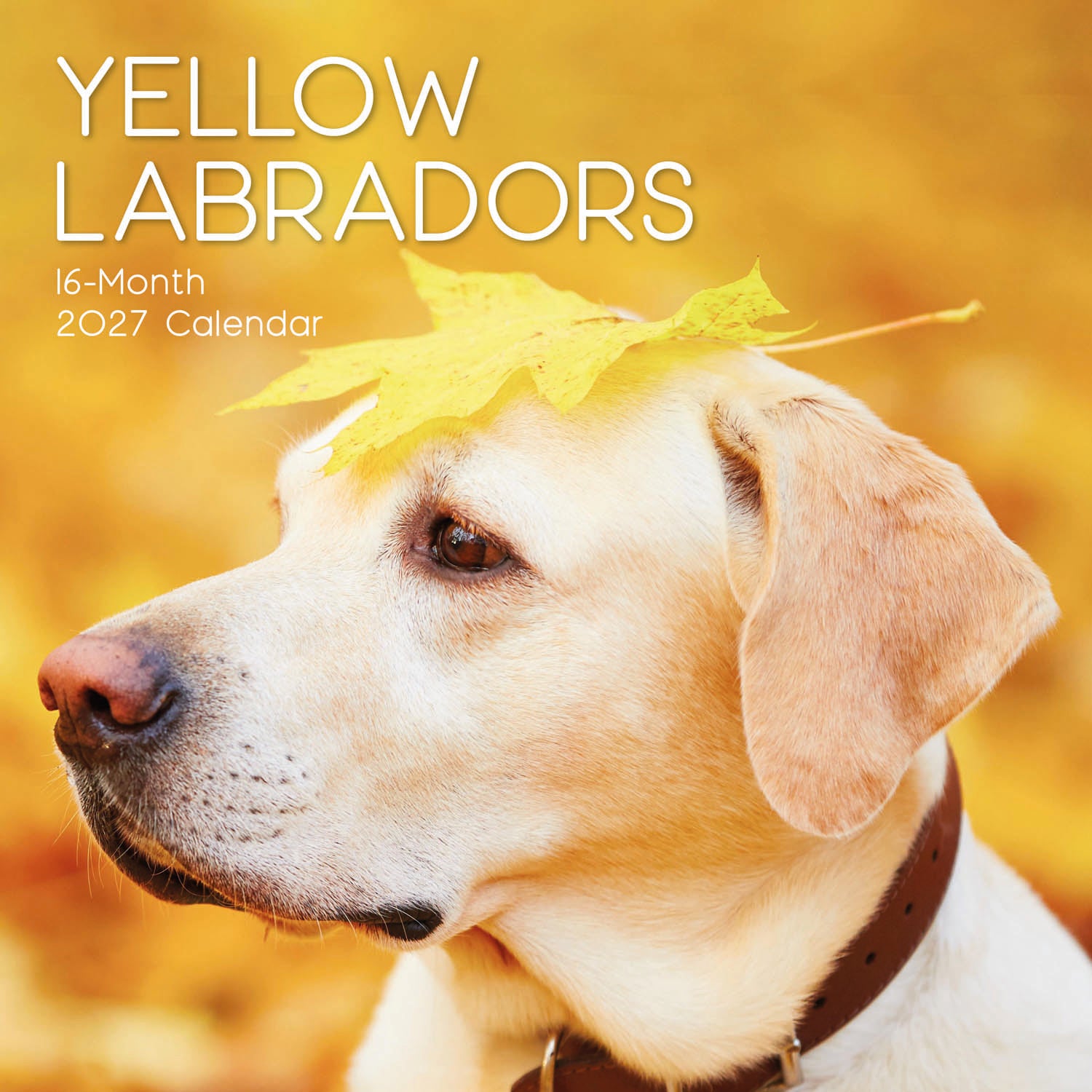 Animals_Dogs_Labradors-Yellow_2027_Cover.jpg